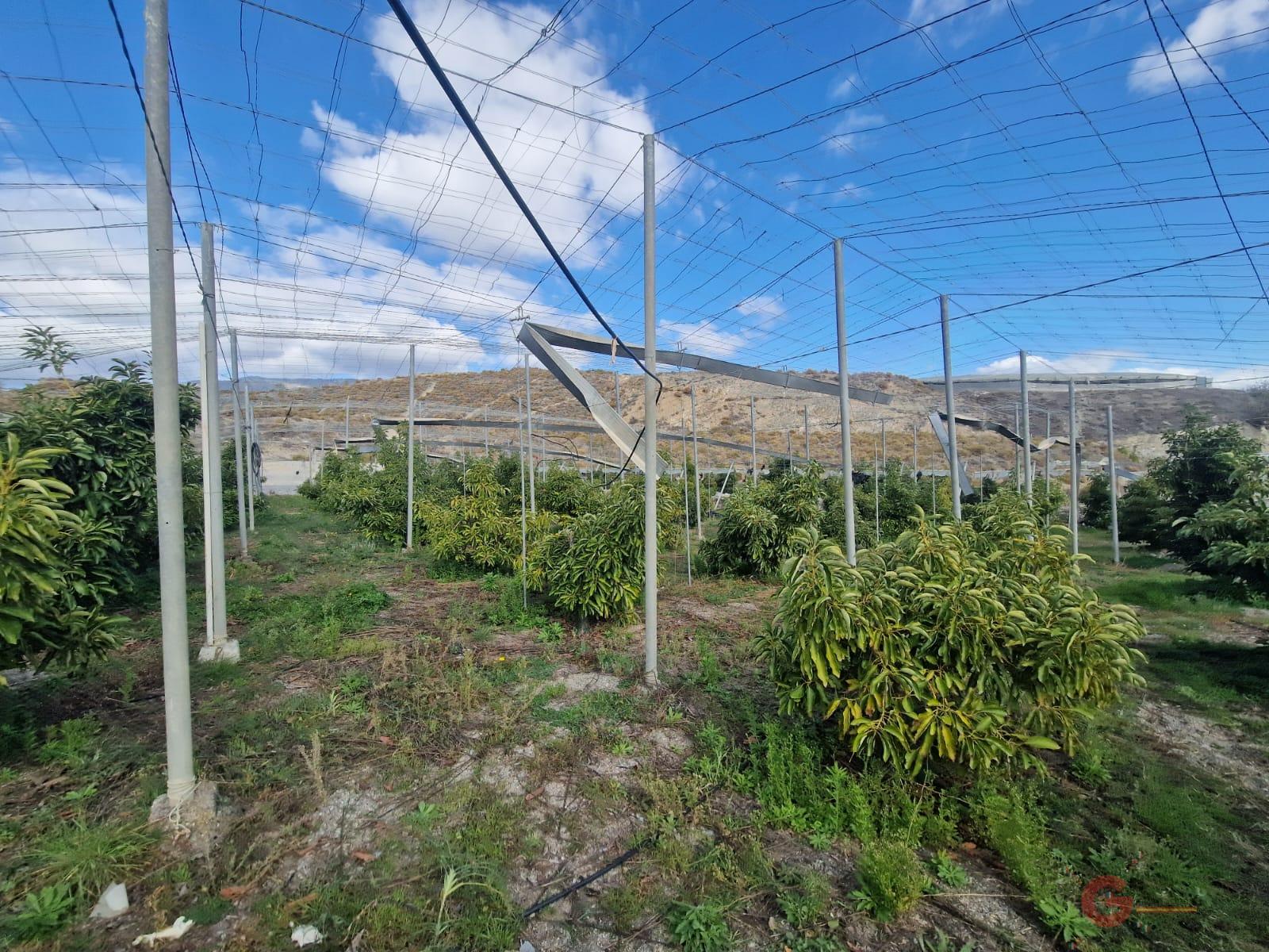 Venta de finca rústica en Salobreña