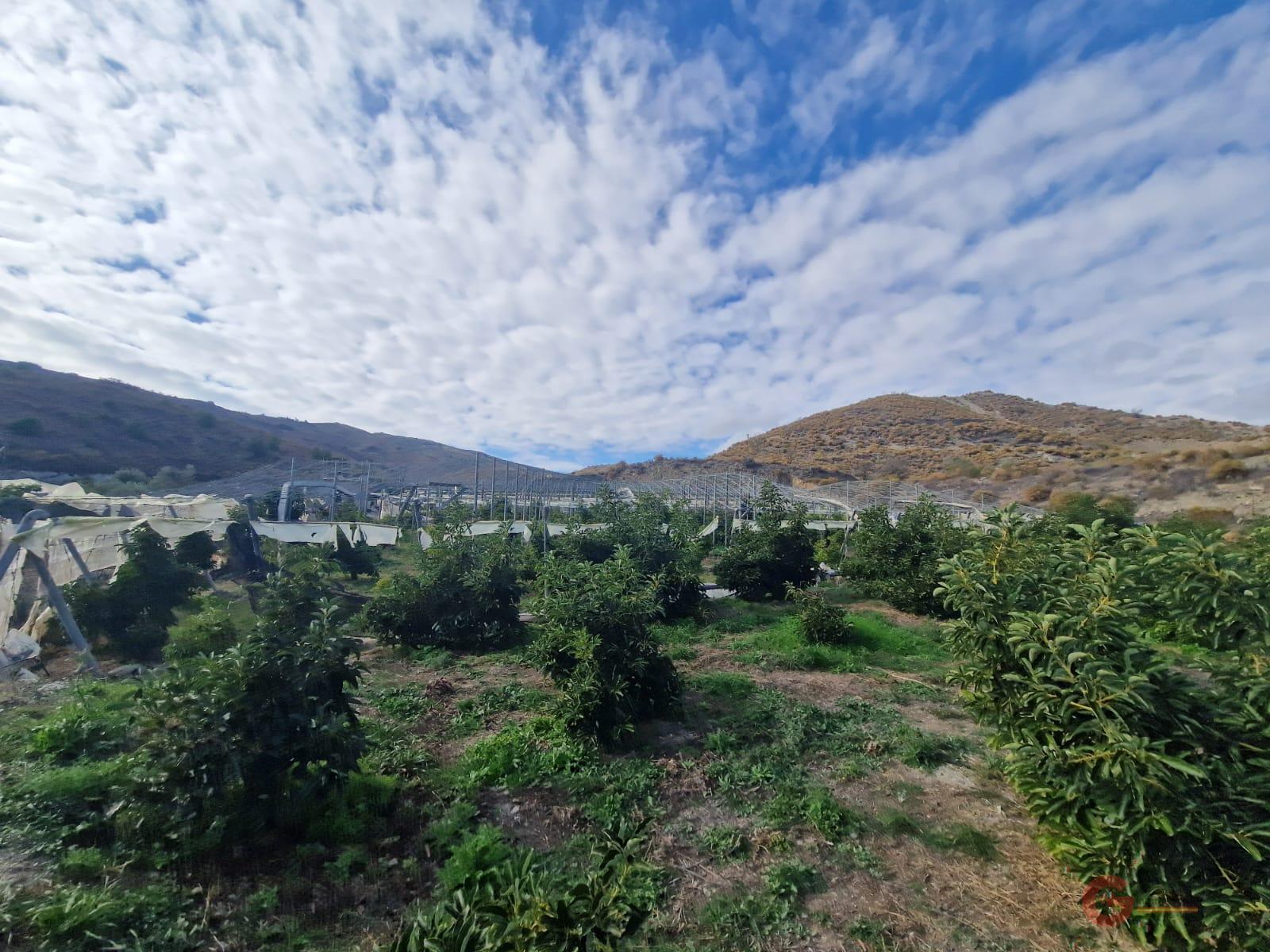 Vente de propriété rurale dans Salobreña
