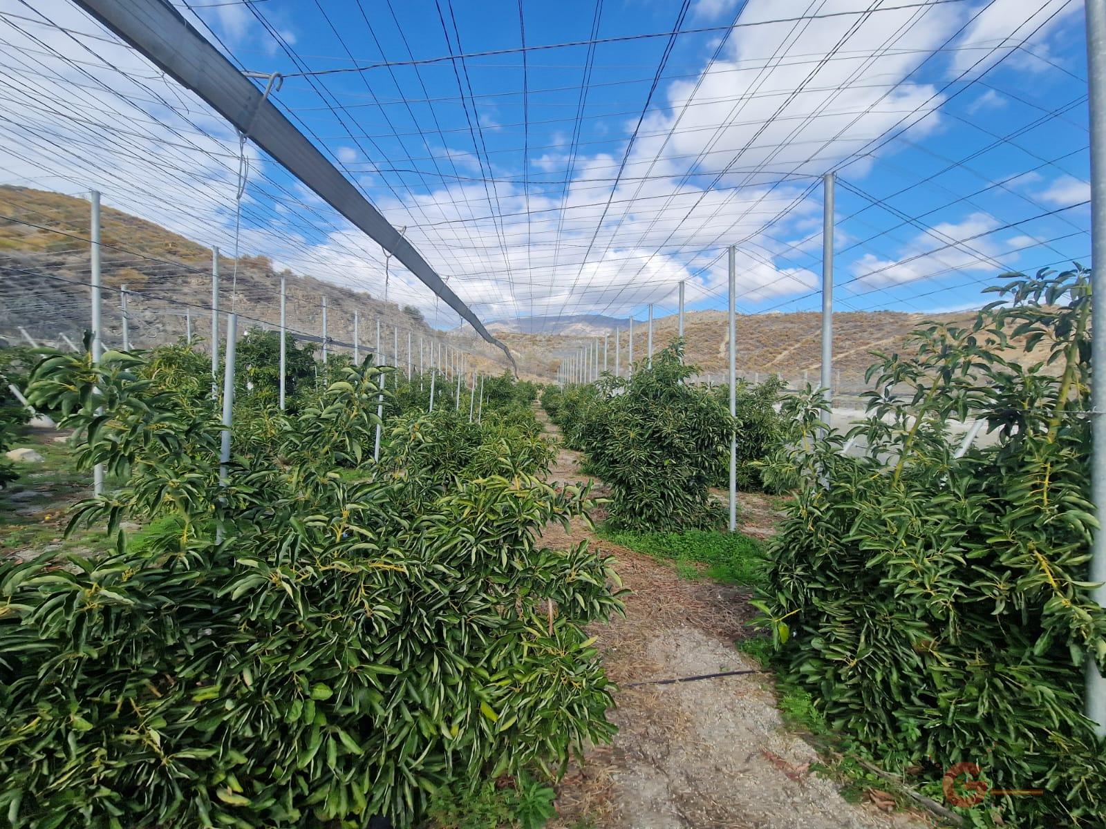 Vente de propriété rurale dans Salobreña
