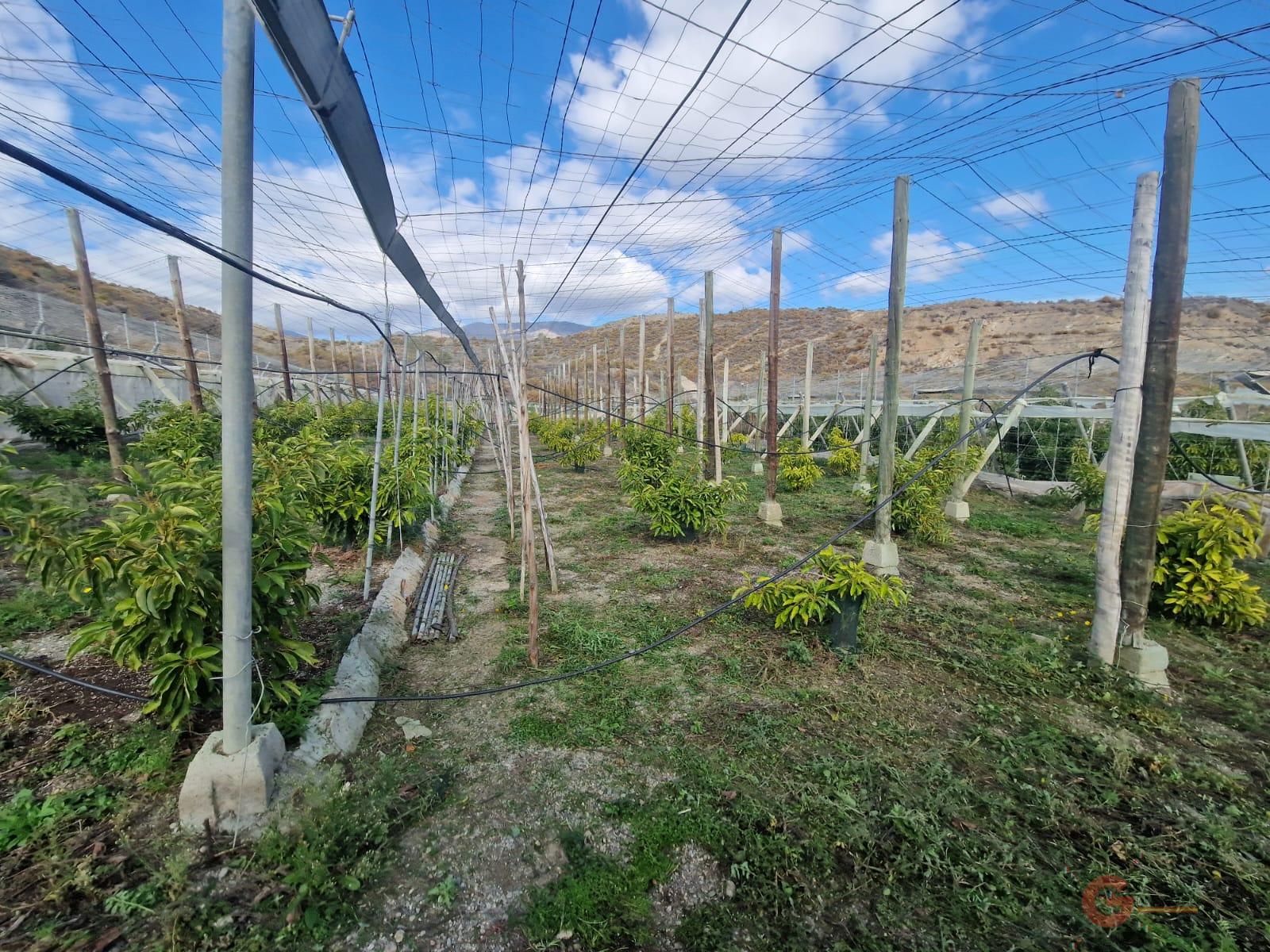 Venta de finca rústica en Salobreña