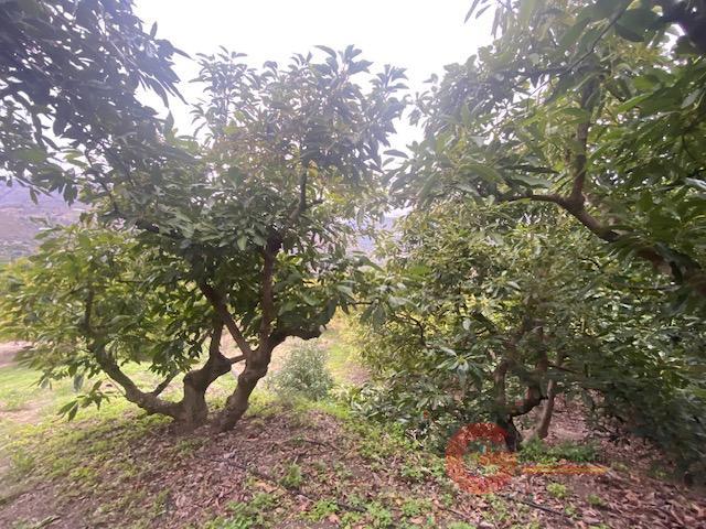 Venta de finca rústica en Otívar