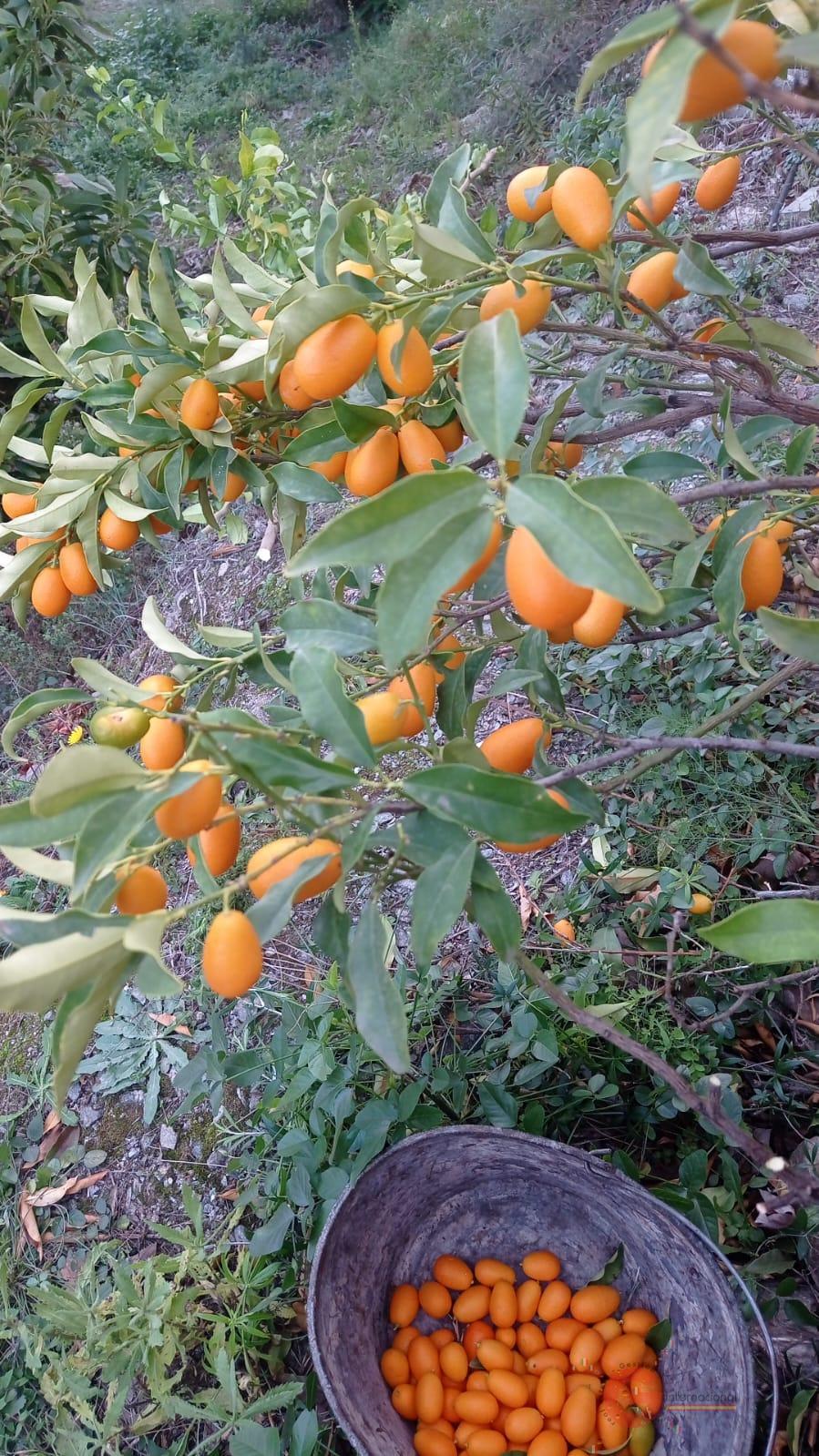 Venta de finca rústica en Otívar