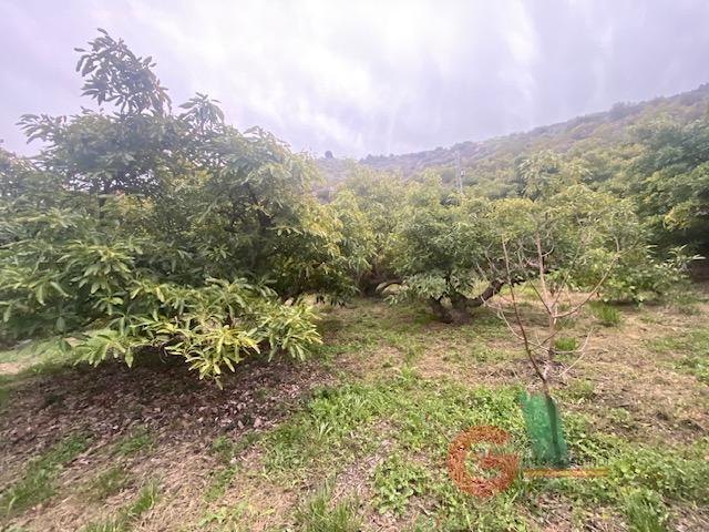 Venta de finca rústica en Otívar