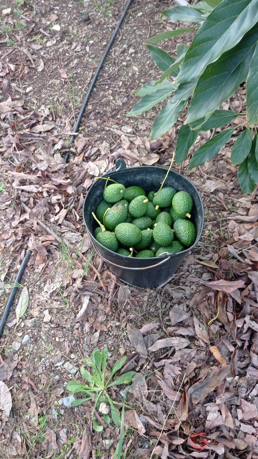 Venta de finca rústica en Otívar