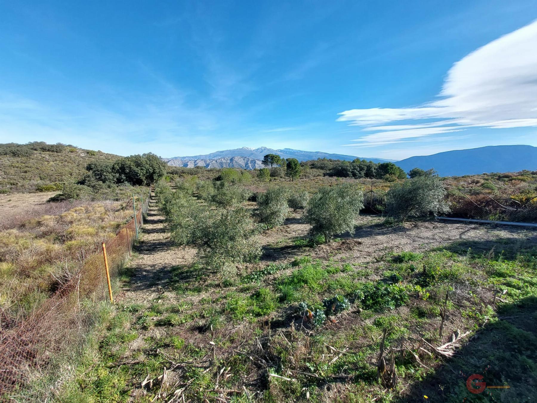For sale of rural property in Molvízar