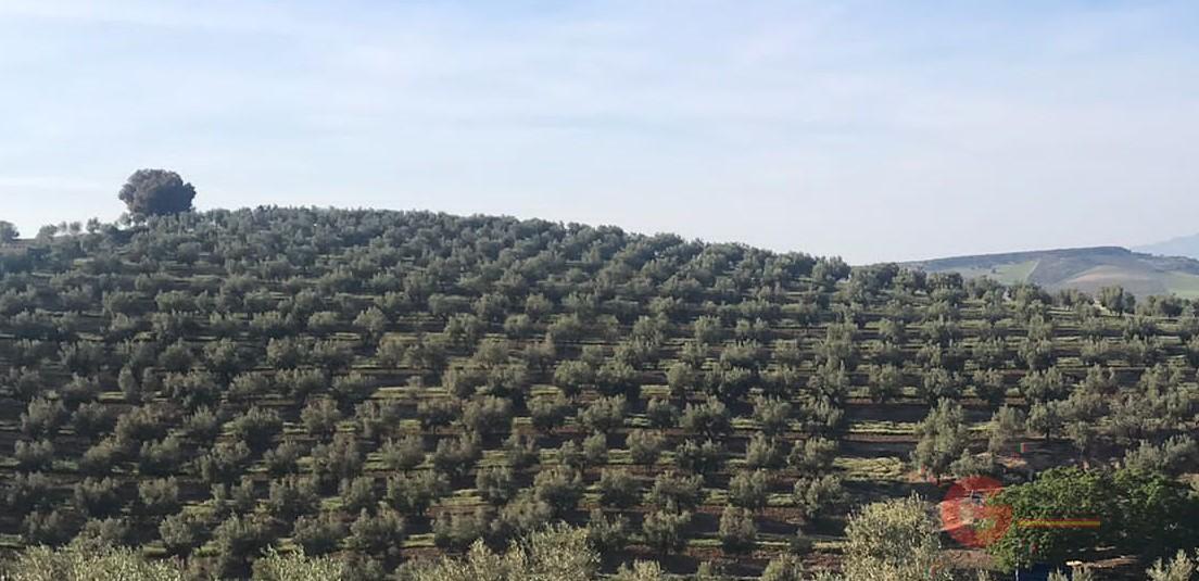 Venta de finca rústica en Alhama de Granada