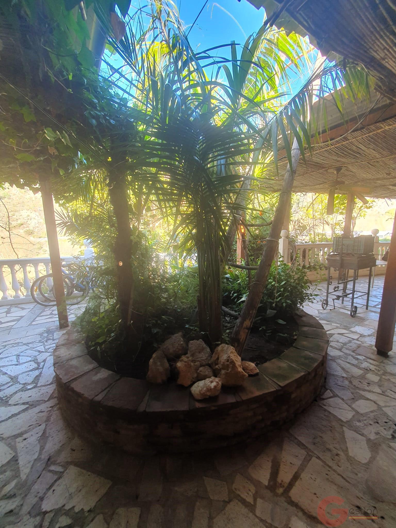 Venta de finca rústica en Vélez de Benaudalla Venta de finca rústica en Vélez de Benaudalla