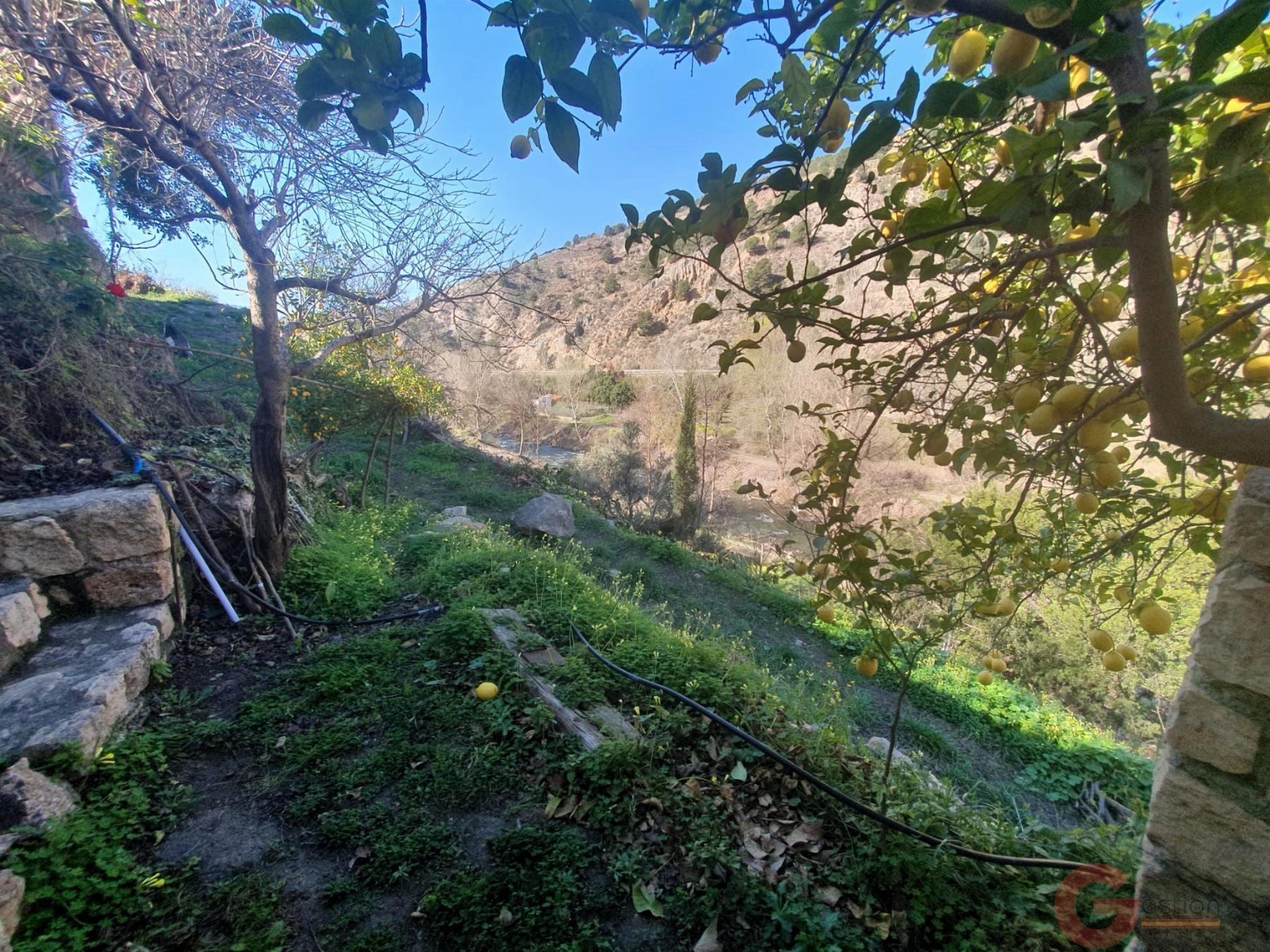 Venta de finca rústica en Vélez de Benaudalla Venta de finca rústica en Vélez de Benaudalla