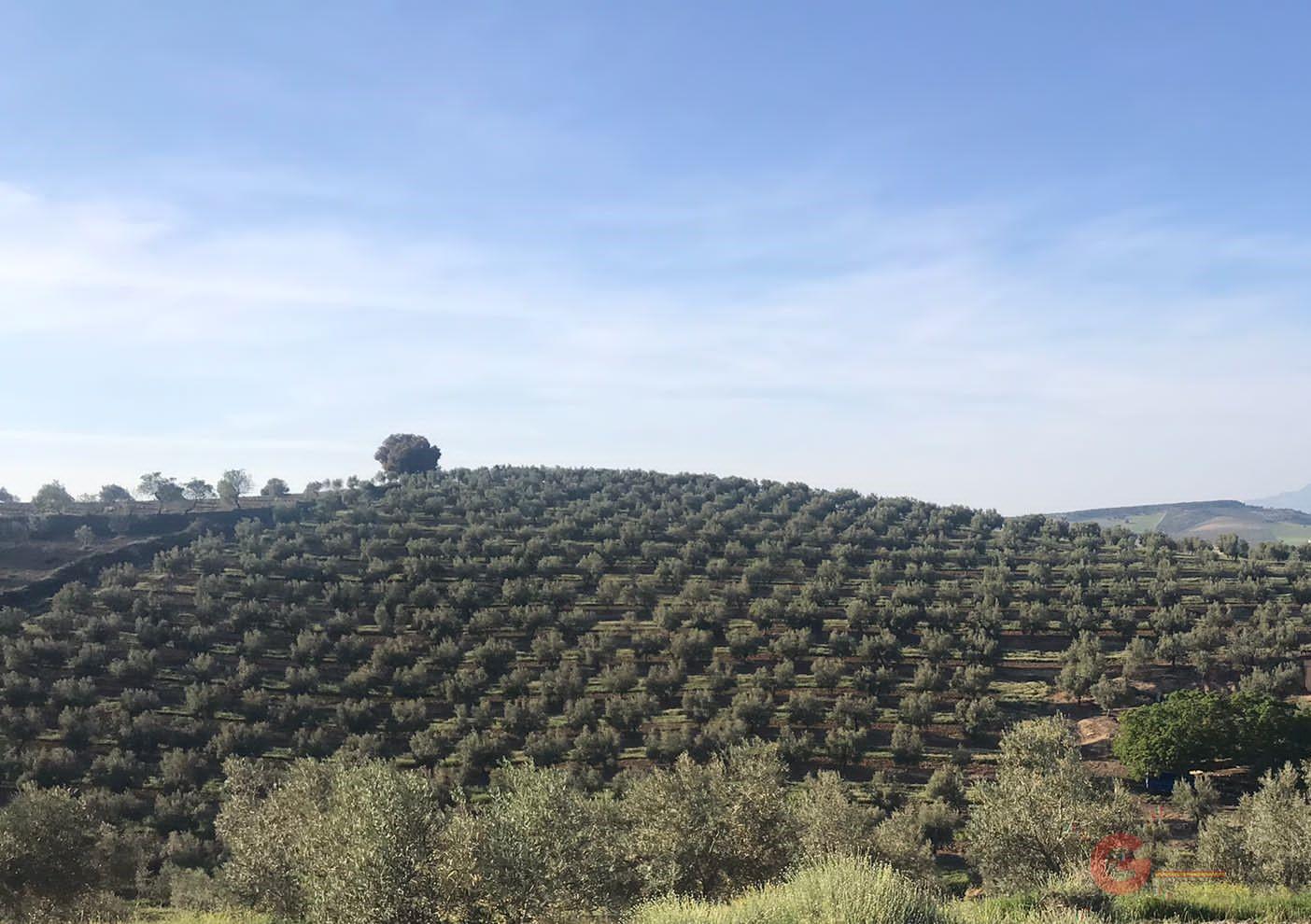 Venta de finca rústica en Castril