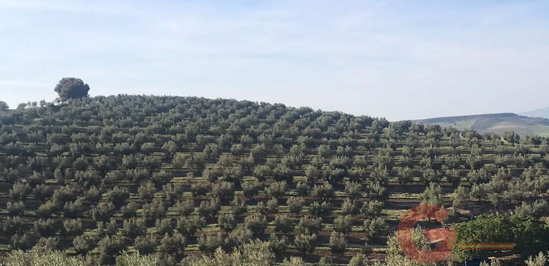 Venta de finca rústica en Castril