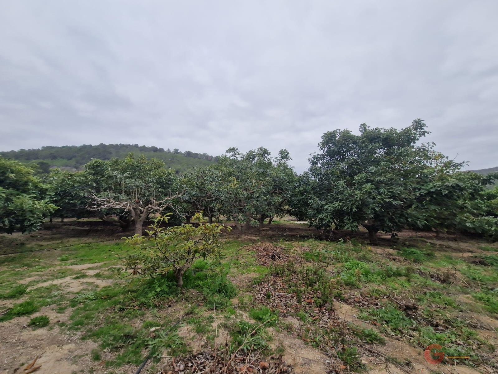 Venta de finca rústica en Salobreña