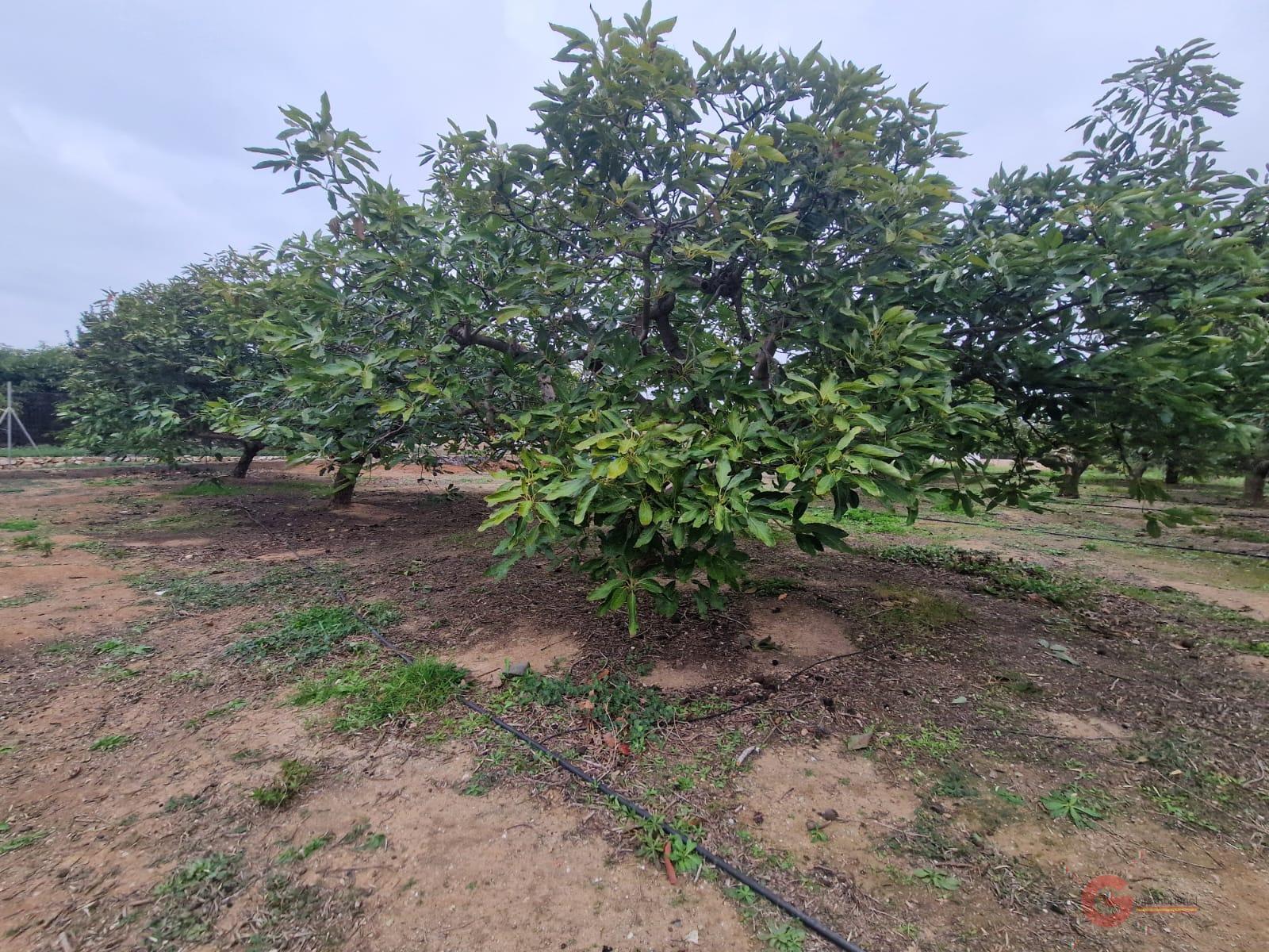 Venta de finca rústica en Salobreña