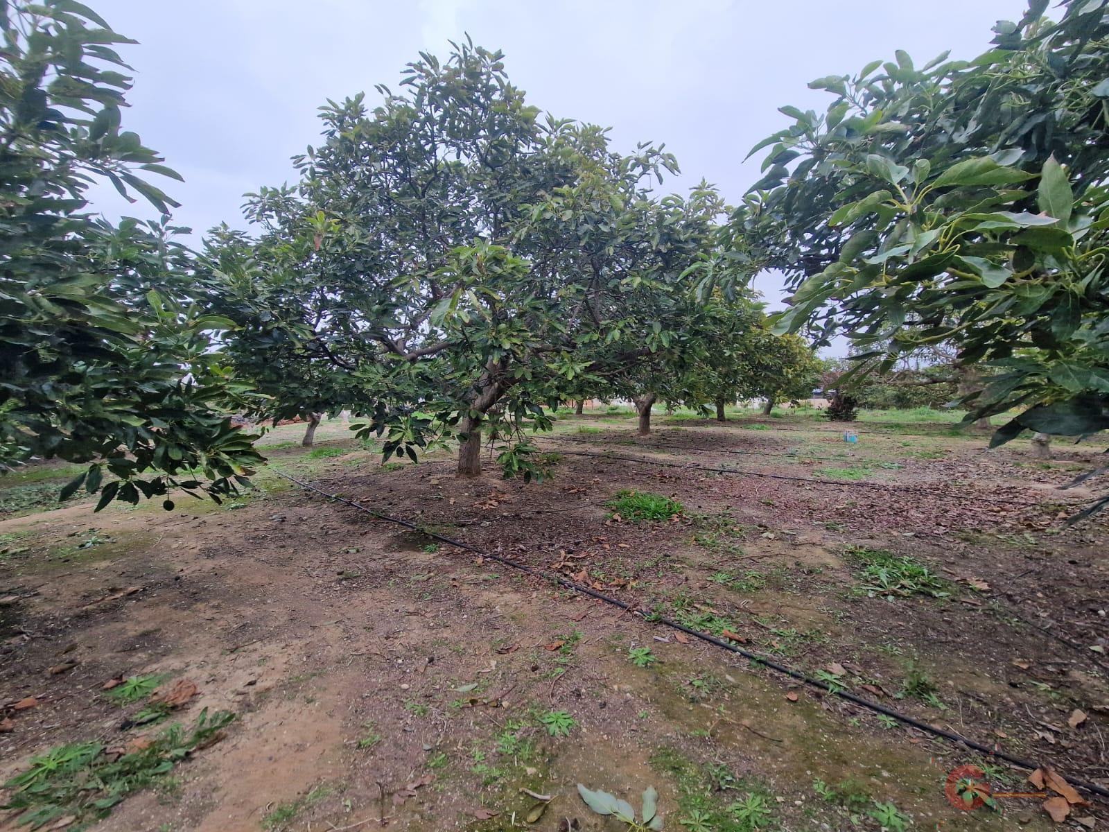 Venta de finca rústica en Salobreña