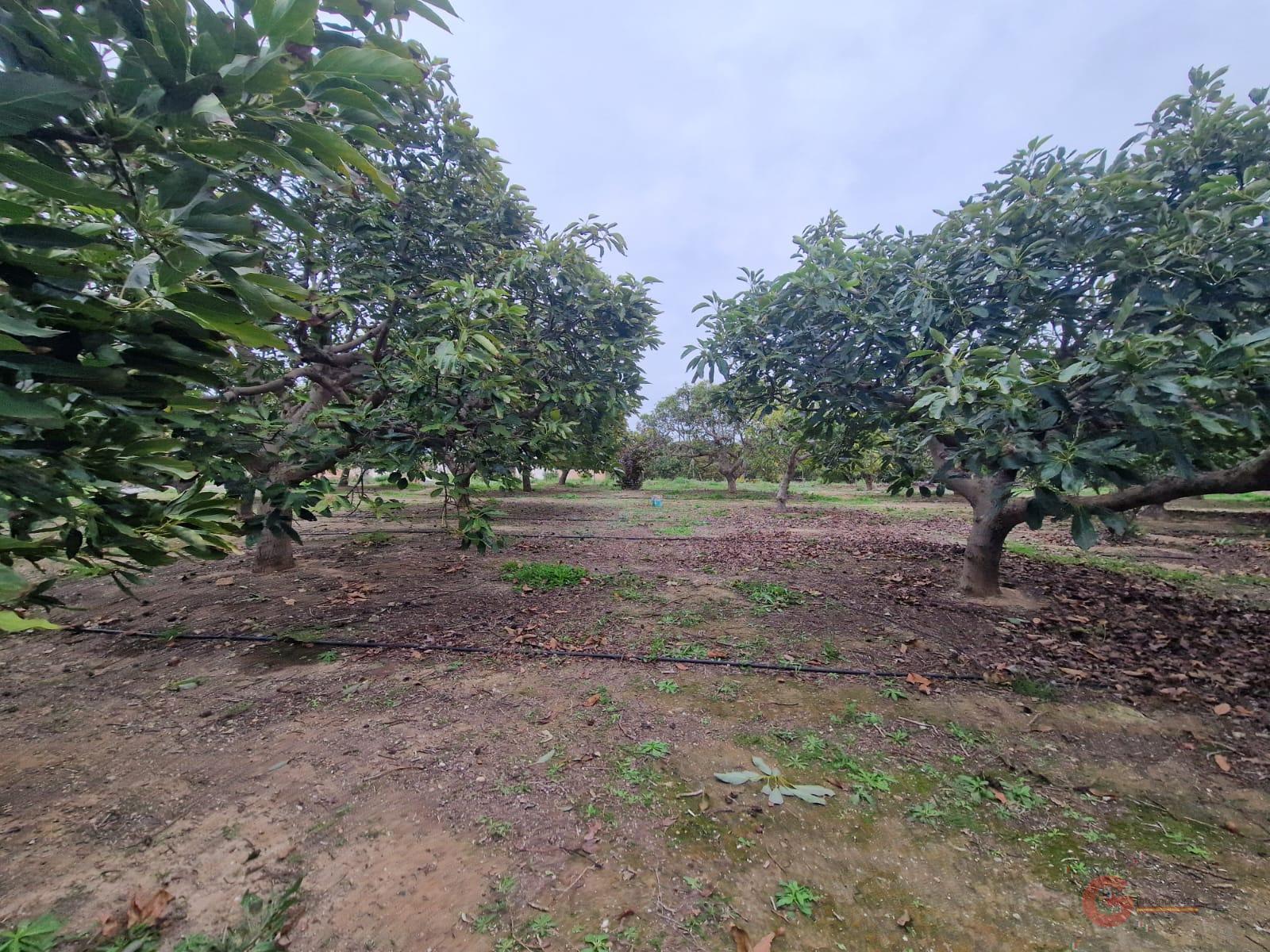 Venta de finca rústica en Salobreña