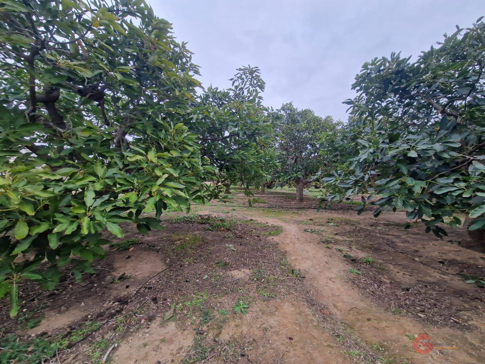 Venta de finca rústica en Salobreña