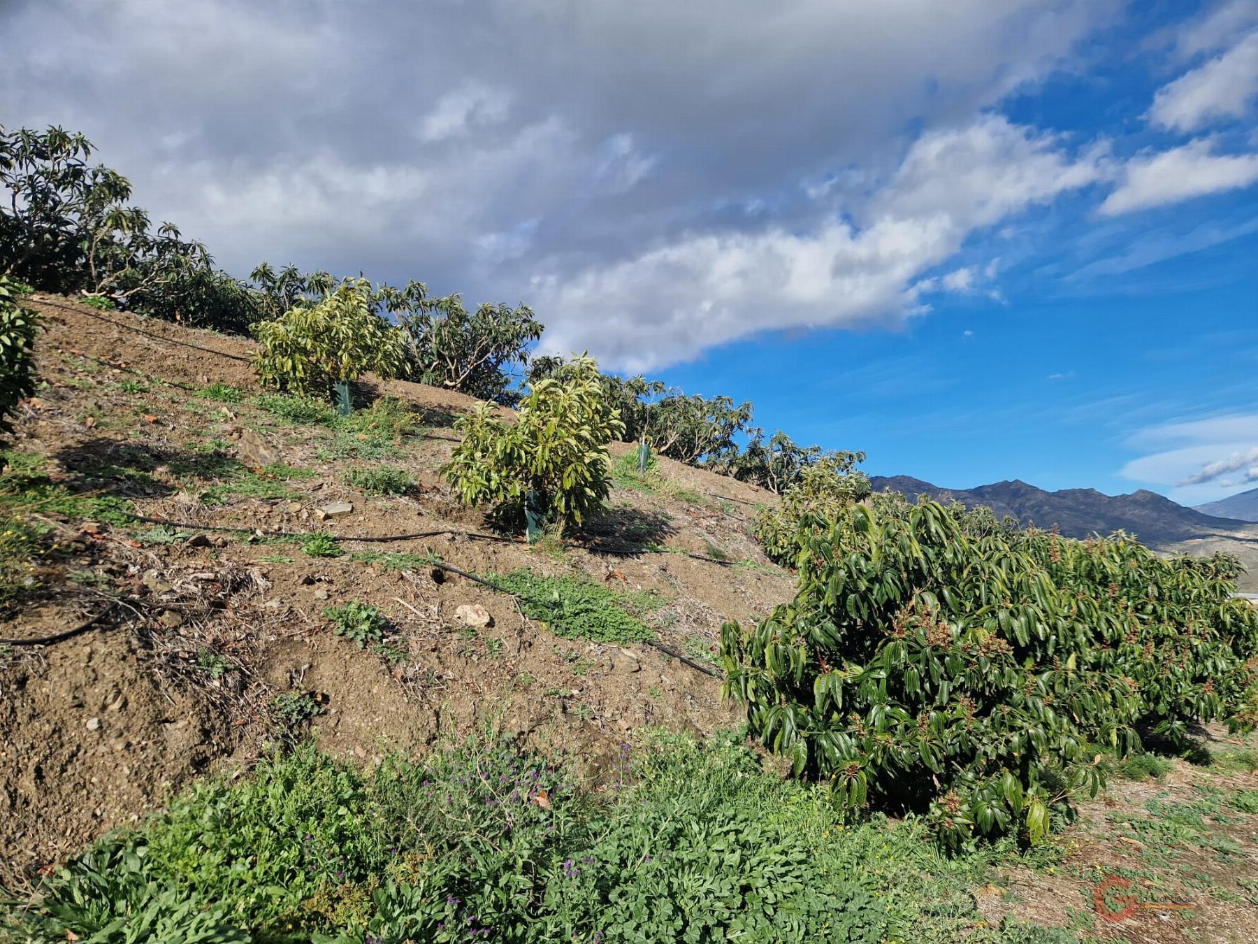 Venta de finca rústica en Itrabo