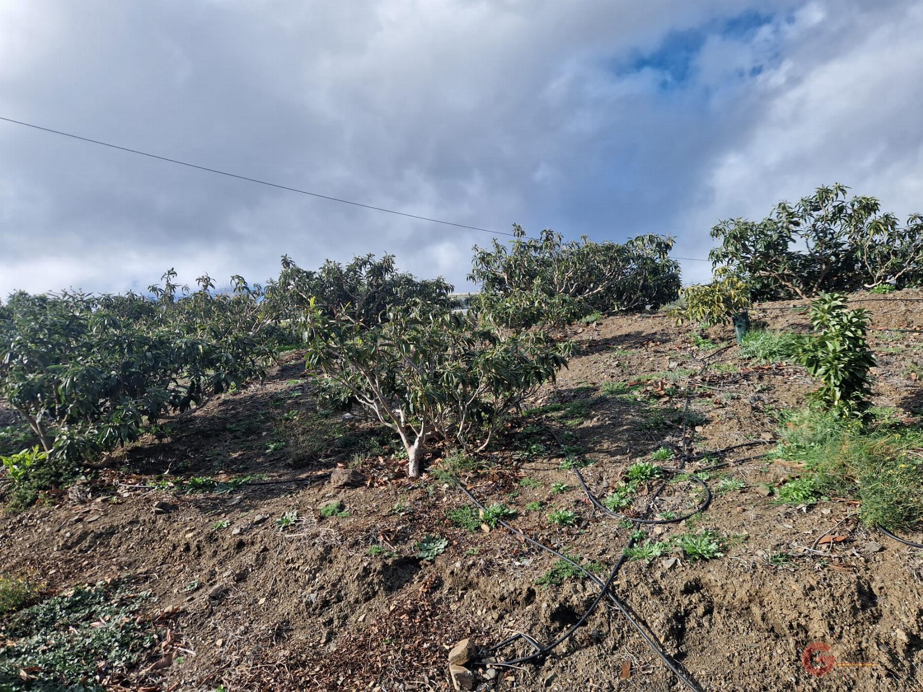 Venta de finca rústica en Itrabo