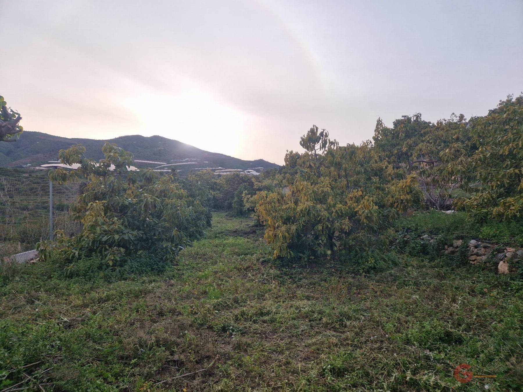 Venta de finca rústica en Itrabo