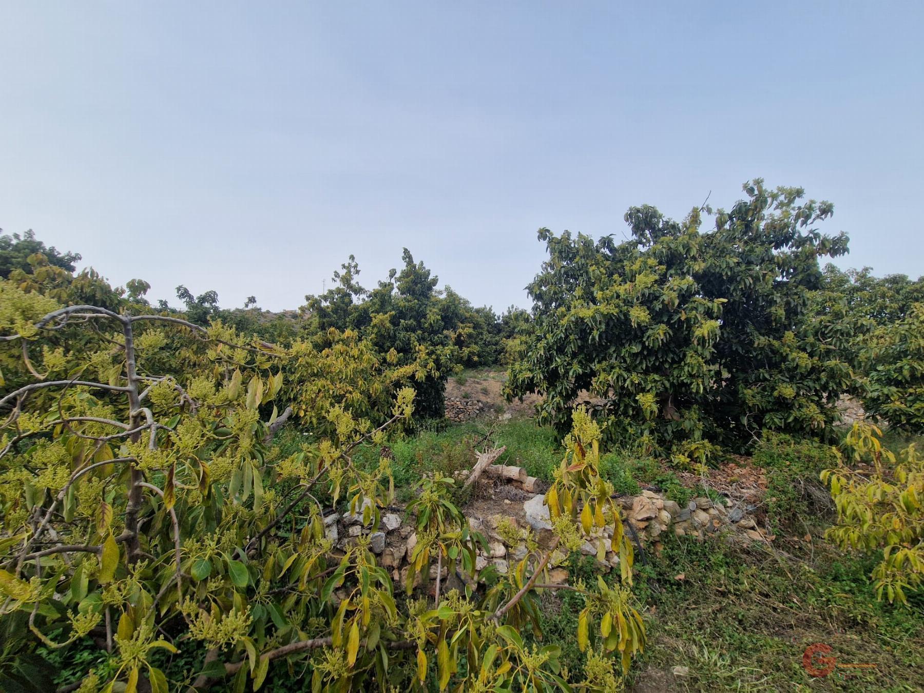 Vente de propriété rurale dans Itrabo
