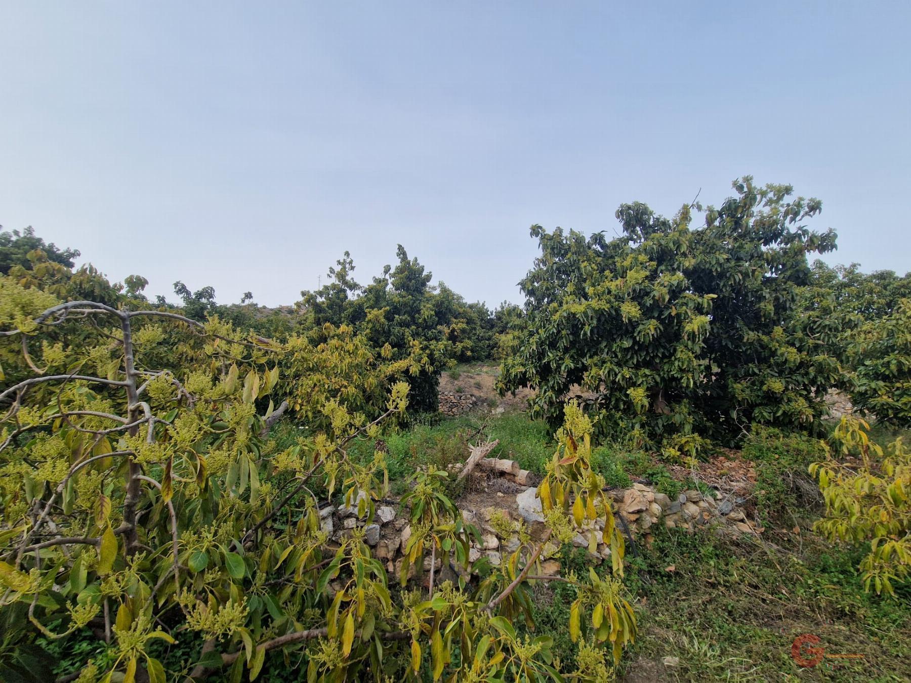 Venta de finca rústica en Itrabo