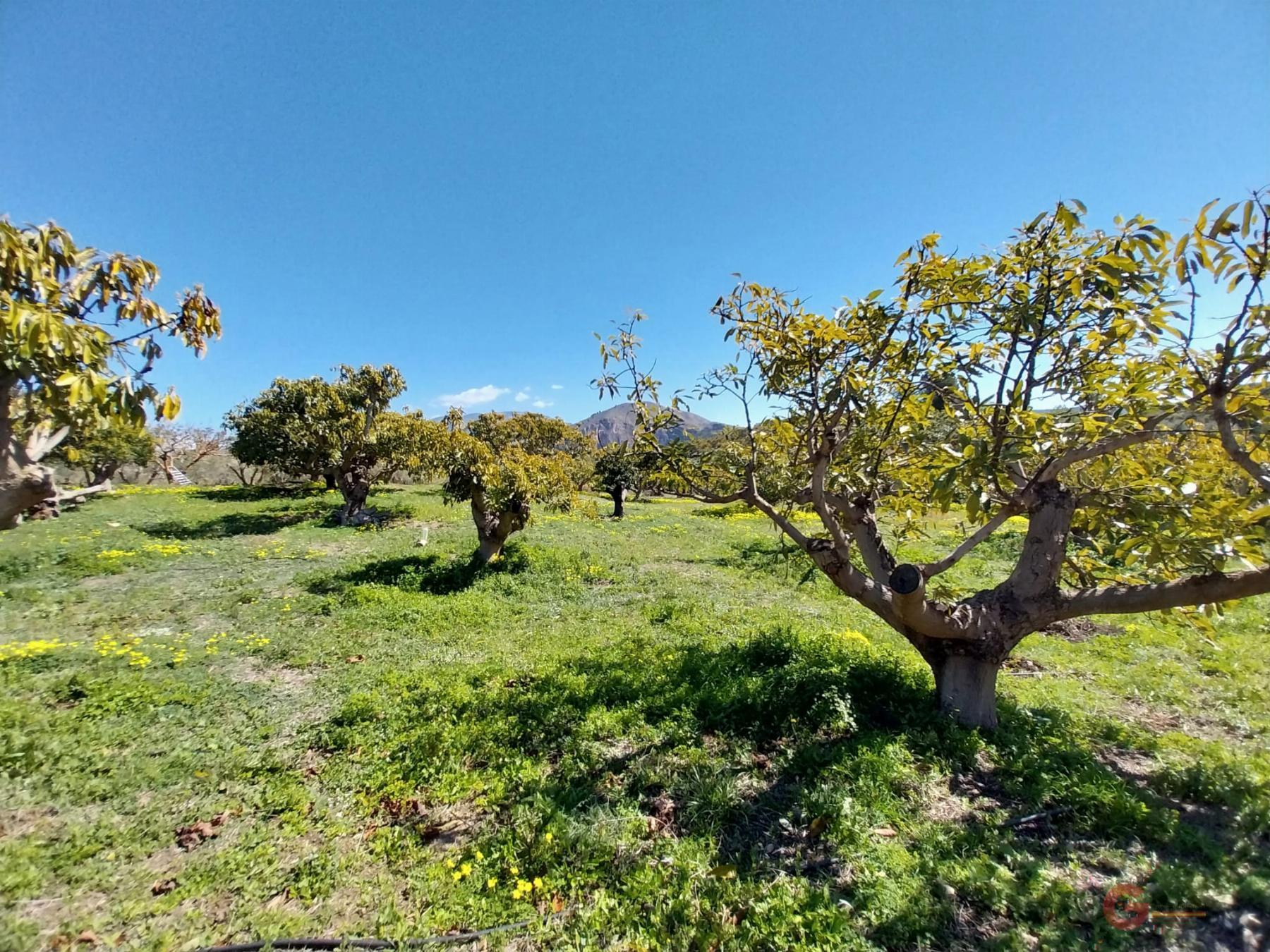 Venta de finca rústica en Salobreña