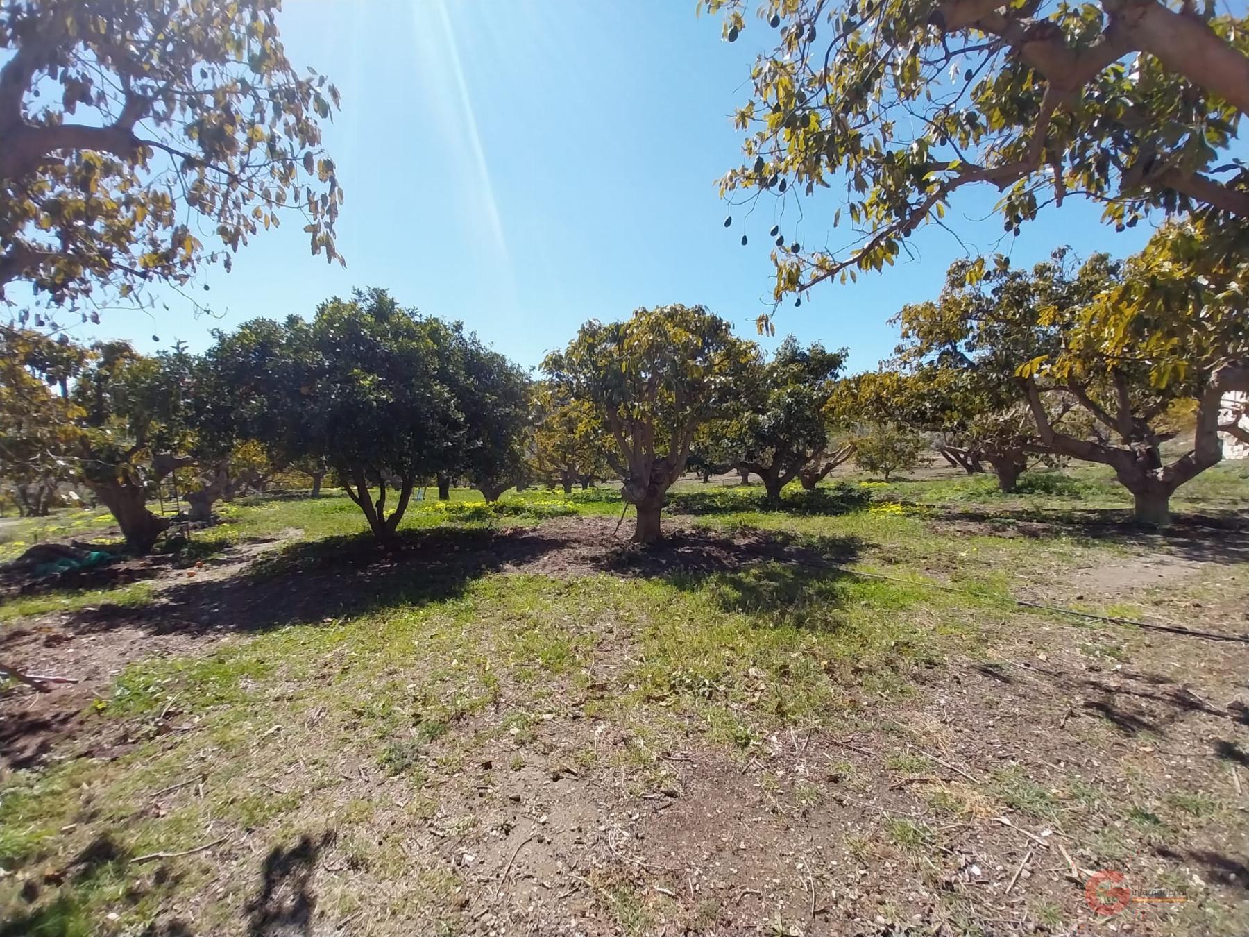 Venta de finca rústica en Salobreña