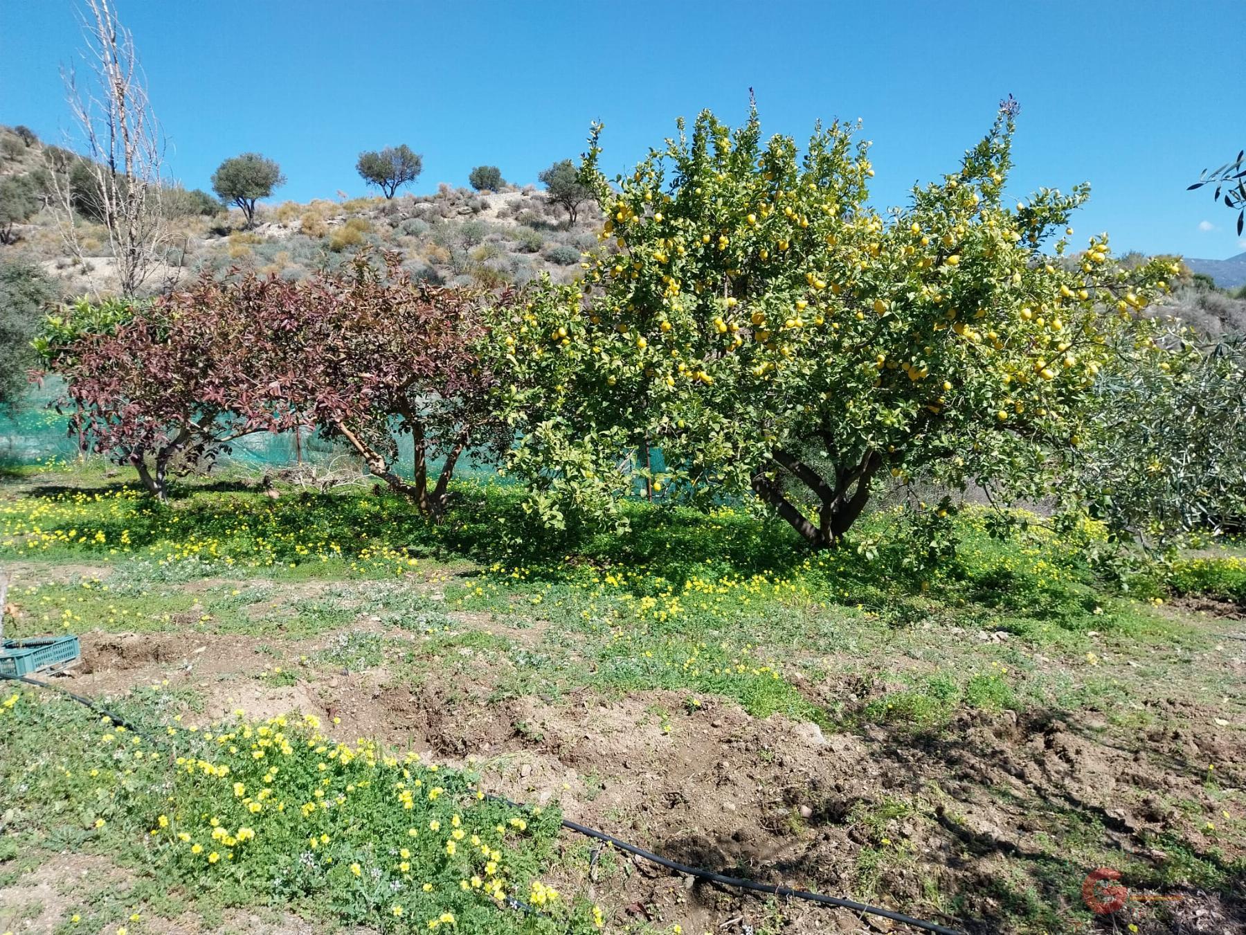 Venta de finca rústica en Salobreña