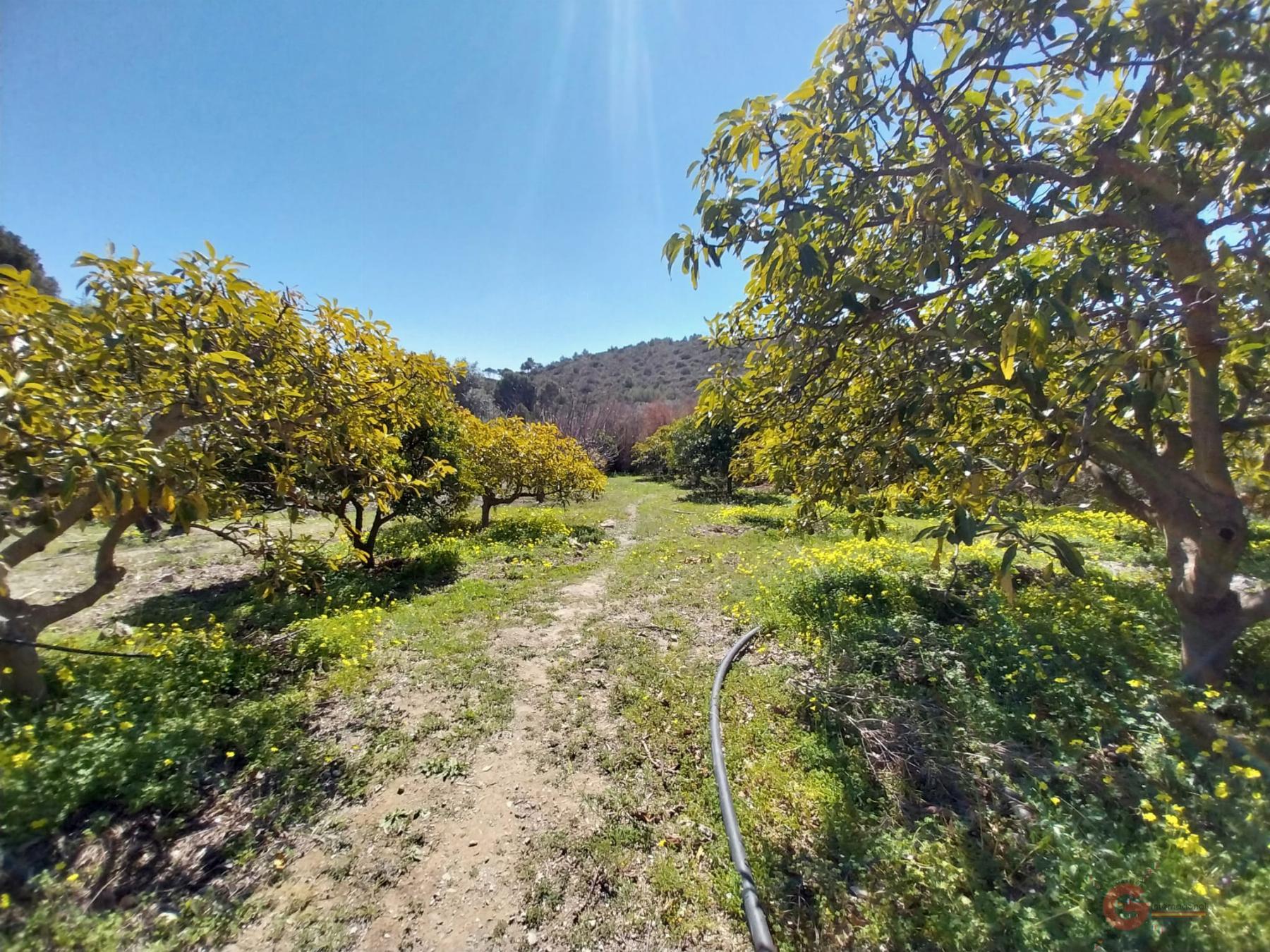 Venta de finca rústica en Salobreña