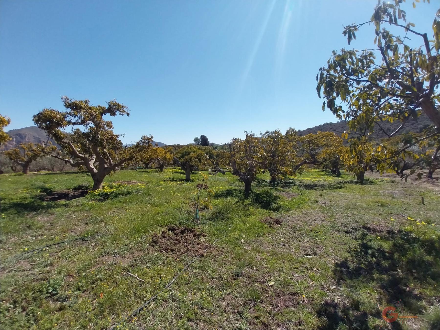 For sale of rural property in Salobreña