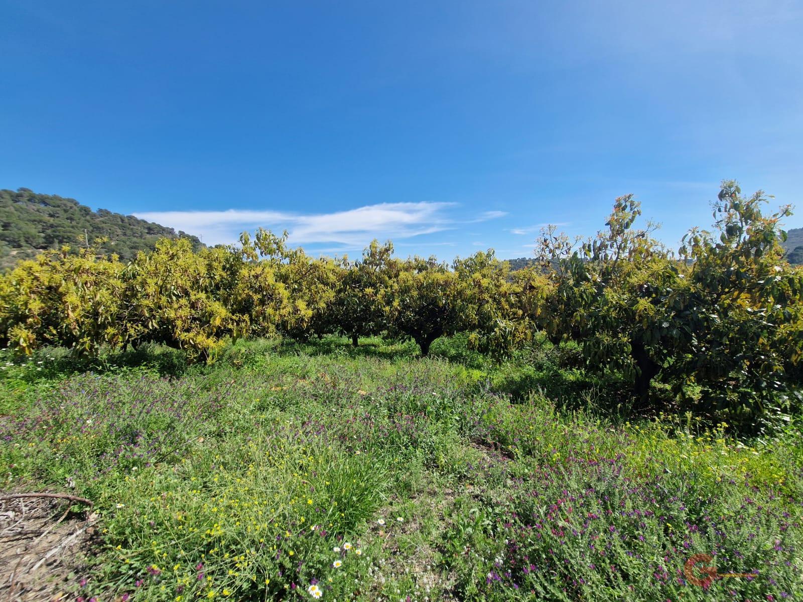 Venta de finca rústica en Salobreña