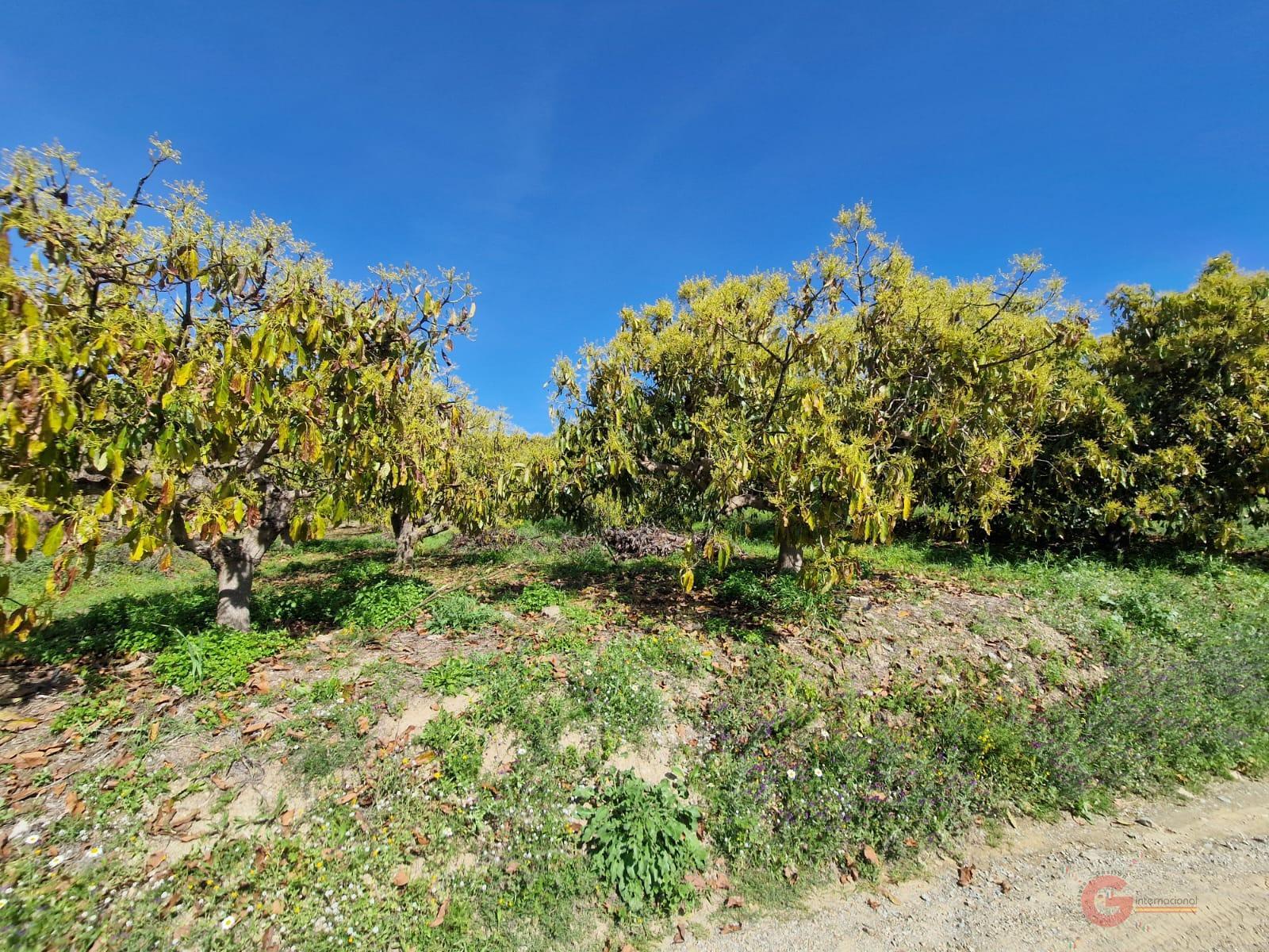 Venta de finca rústica en Salobreña