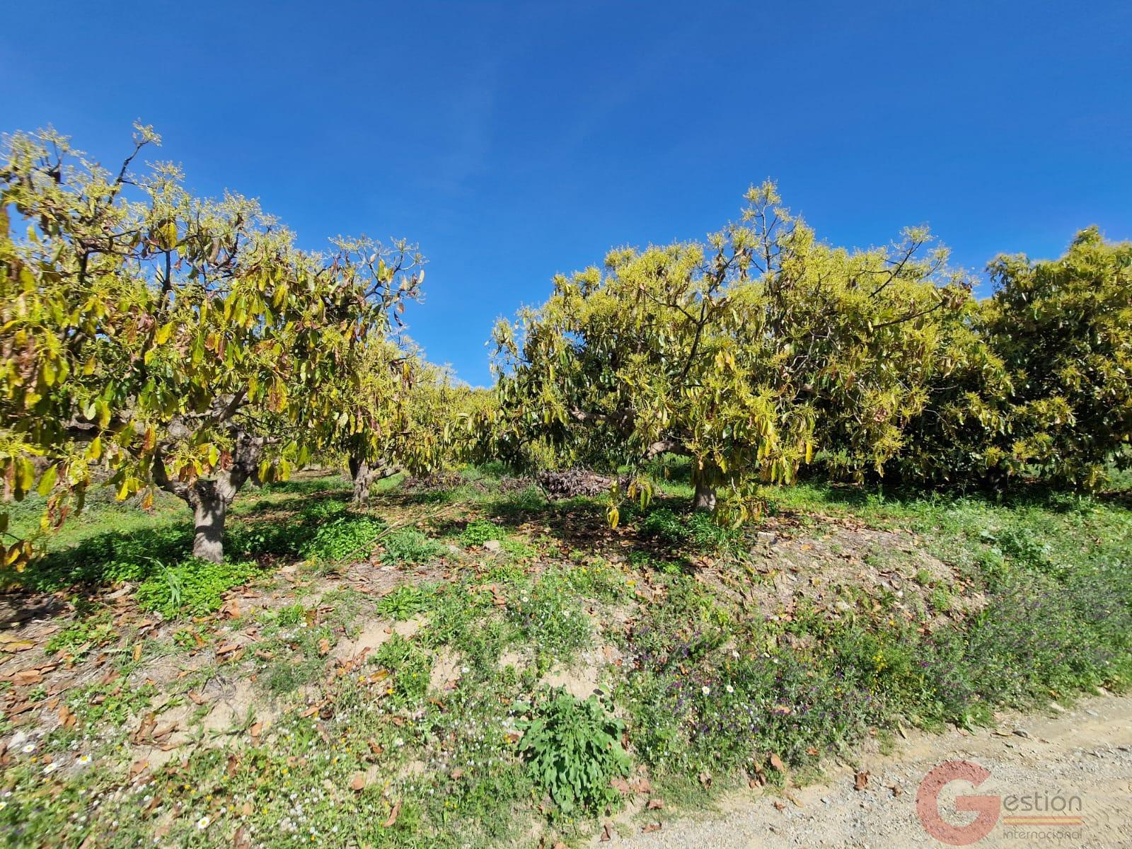 Venta de finca rústica en Salobreña Venta de finca rústica en Salobreña