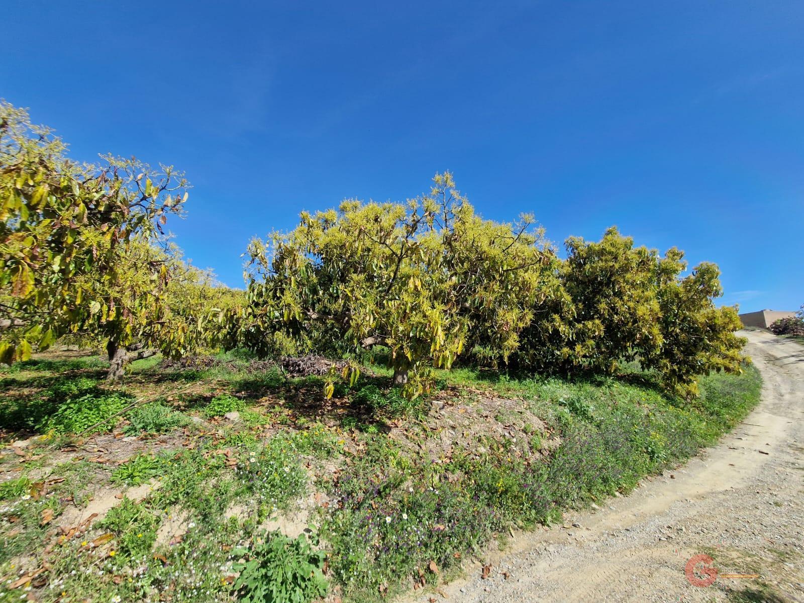 Venta de finca rústica en Salobreña