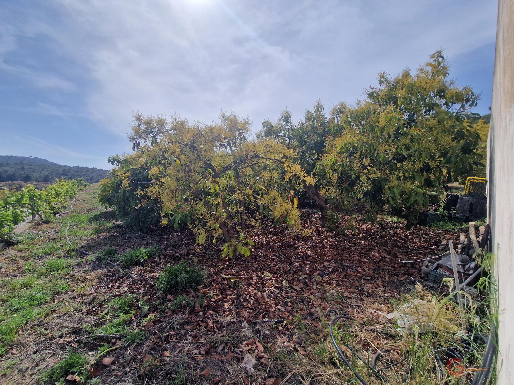 Vendita di proprietà rurale in Salobreña