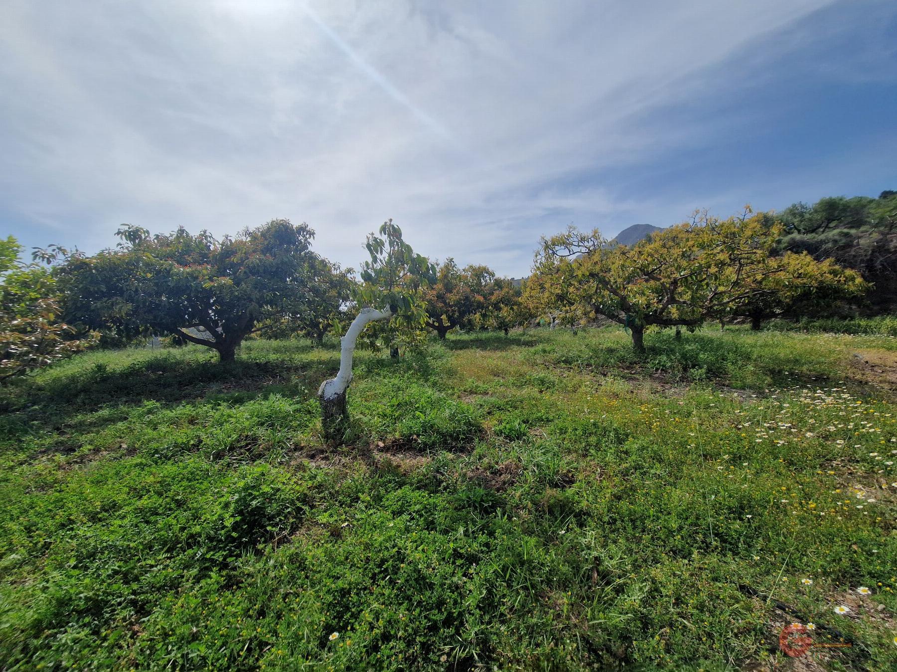 Venta de finca rústica en Salobreña