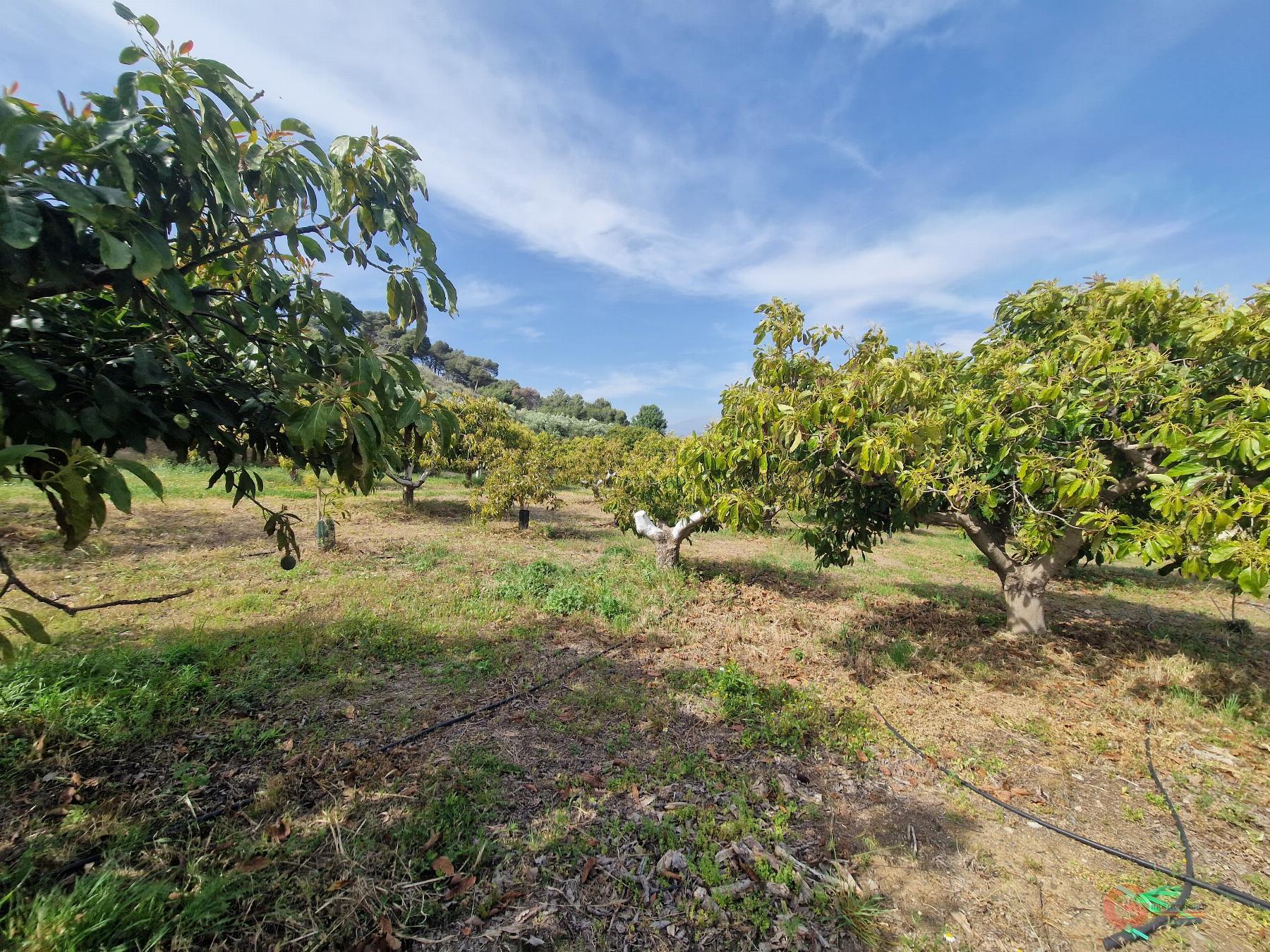 Venta de finca rústica en Salobreña