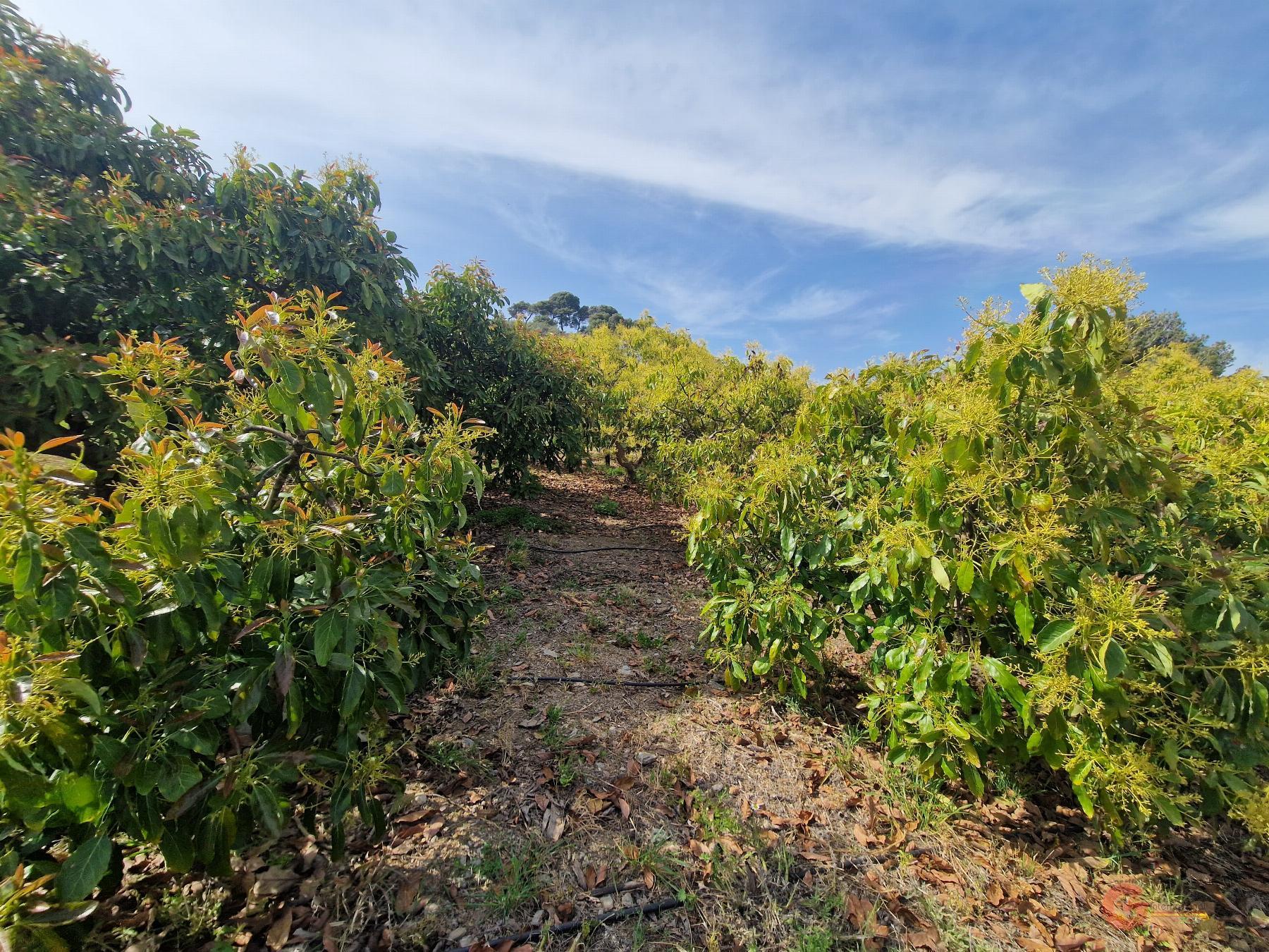 Venta de finca rústica en Salobreña