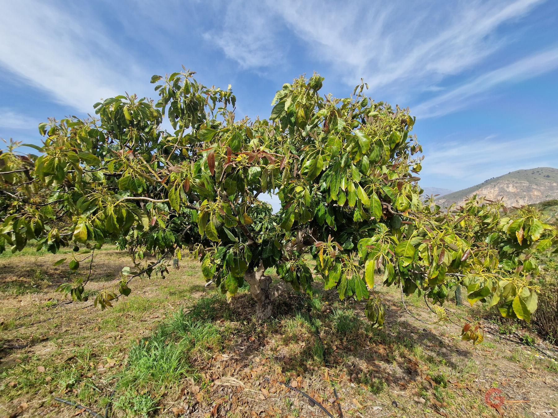 Venta de finca rústica en Salobreña