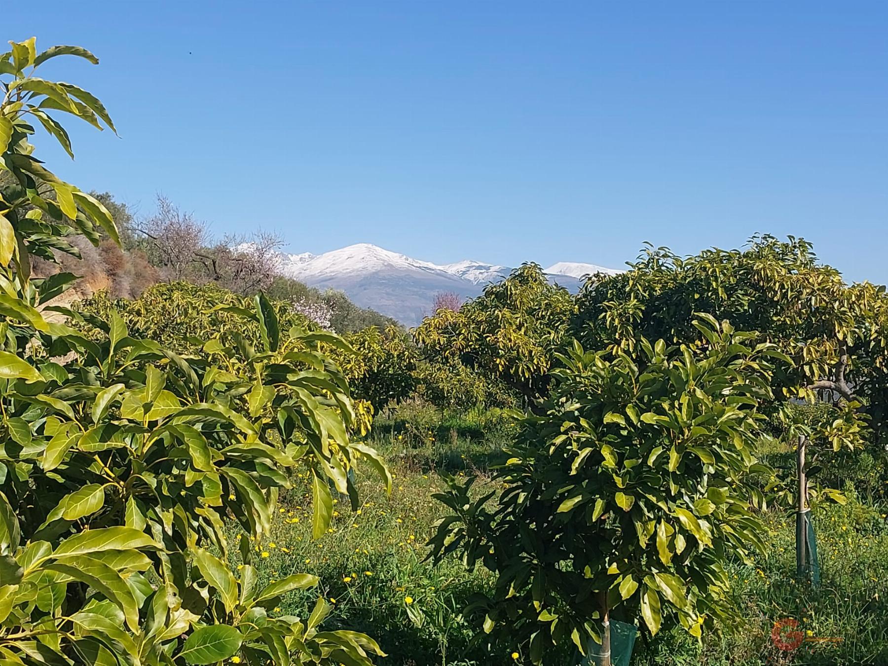 Vendita di proprietà rurale in Salobreña