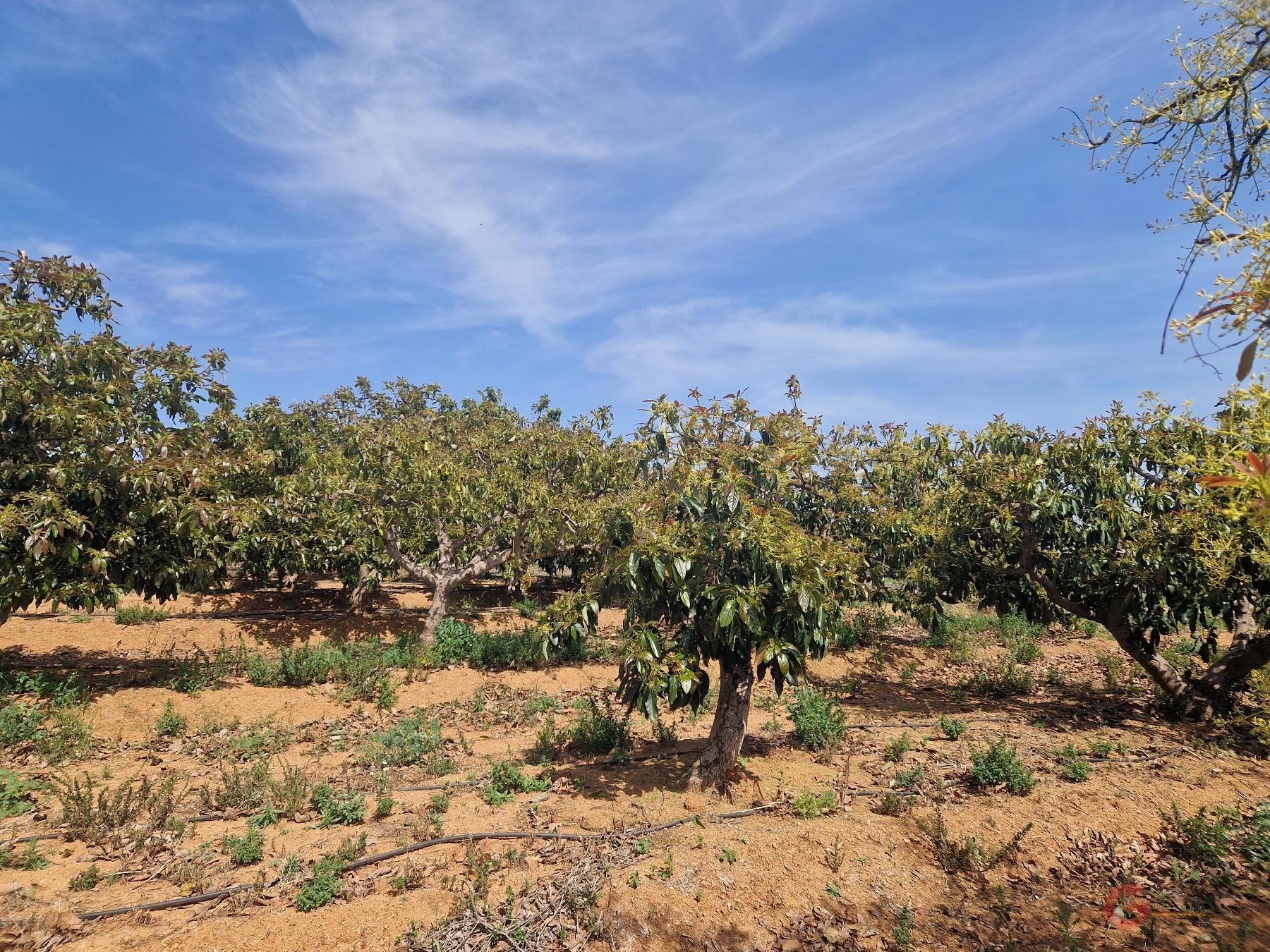 Venta de finca rústica en Salobreña