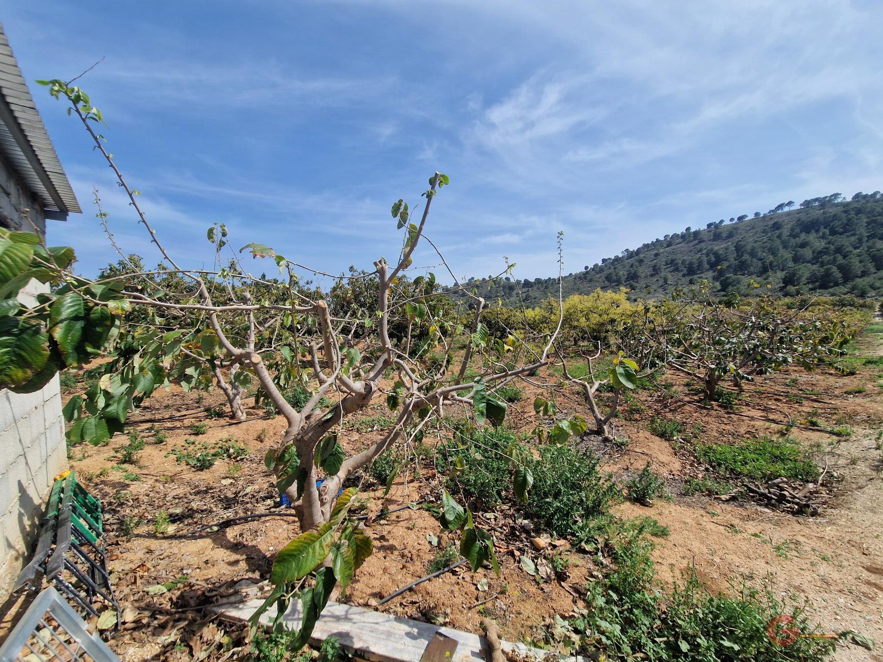 Venta de finca rústica en Salobreña