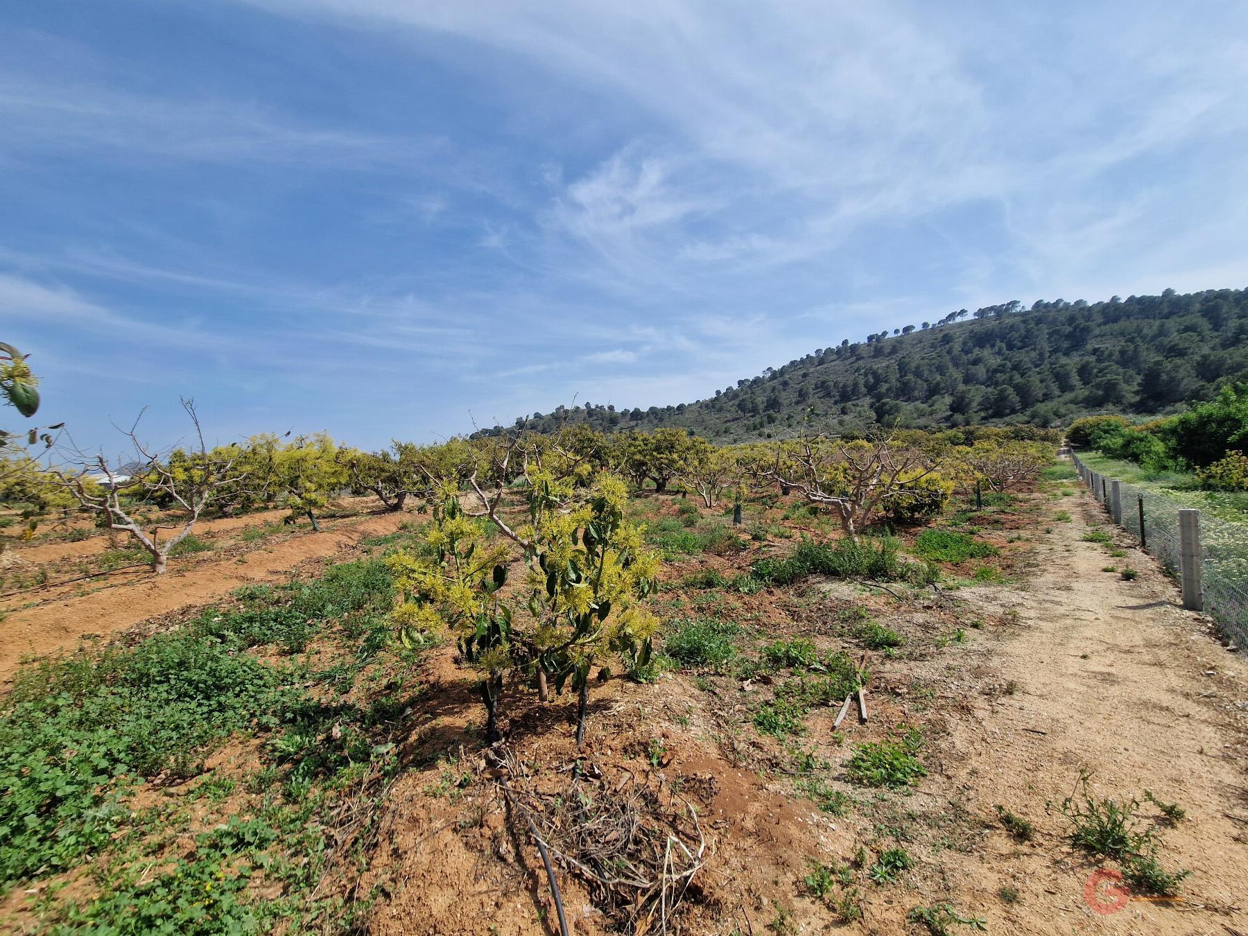 Venta de finca rústica en Salobreña