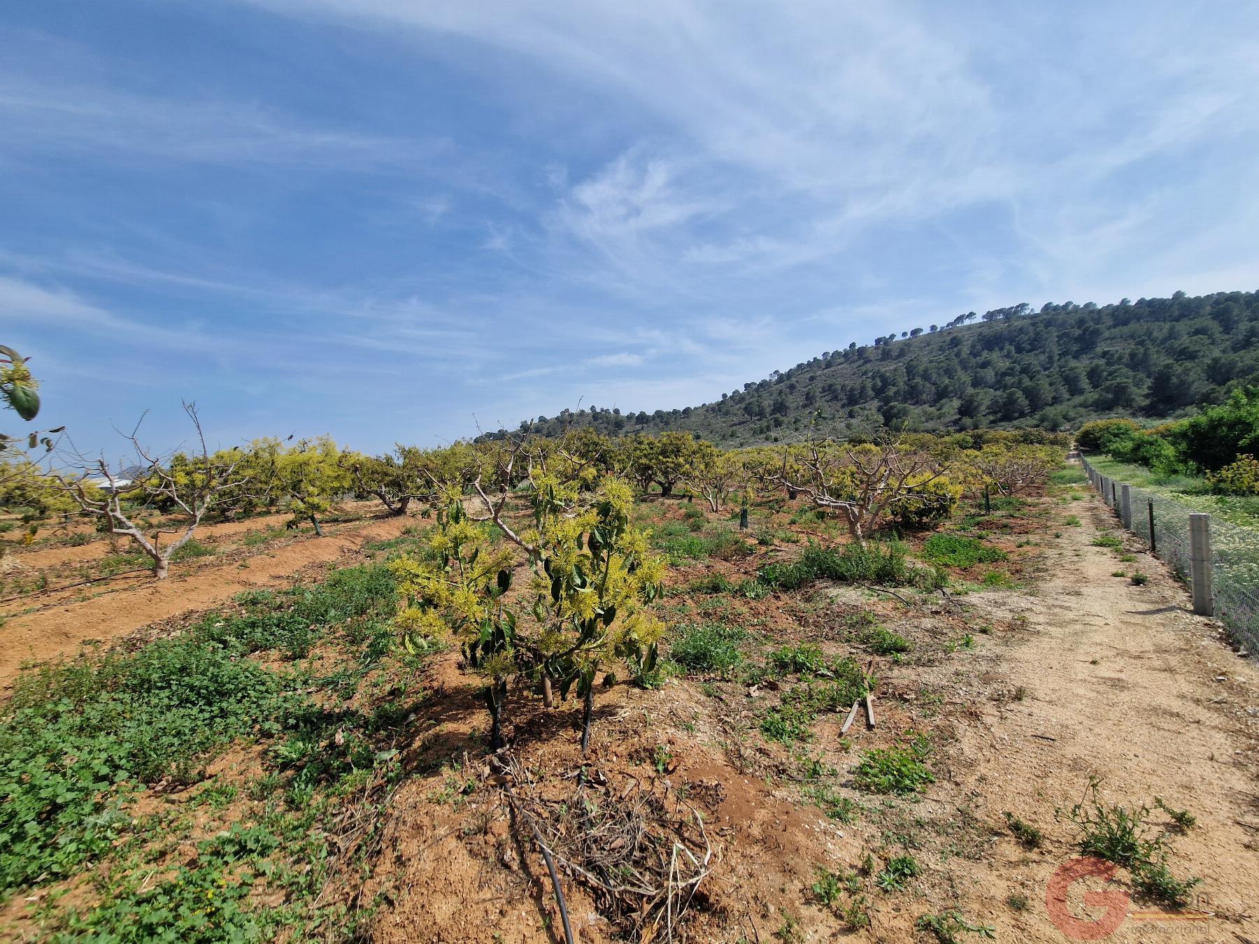 Venta de finca rústica en Salobreña Venta de finca rústica en Salobreña