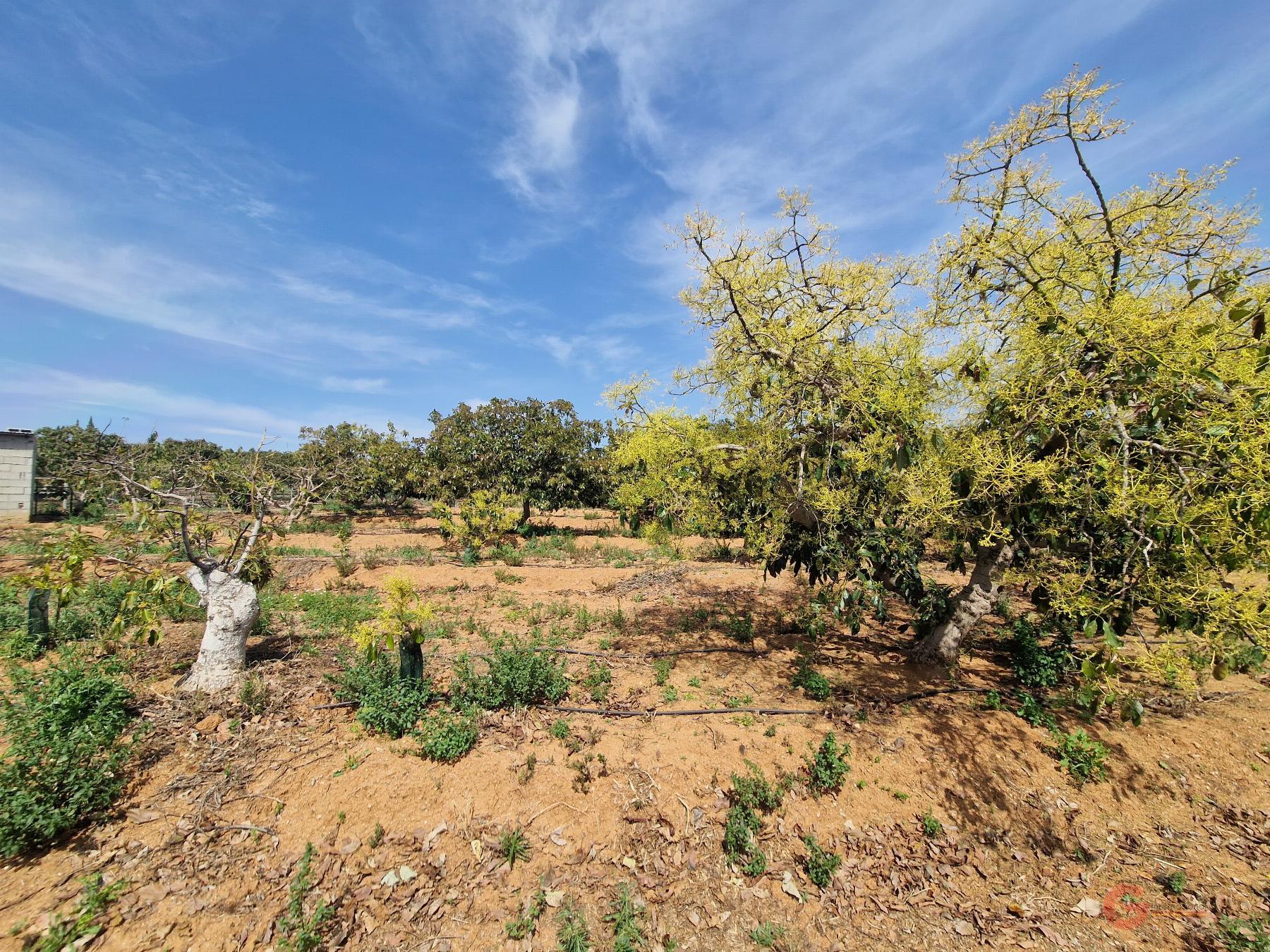 Venta de finca rústica en Salobreña