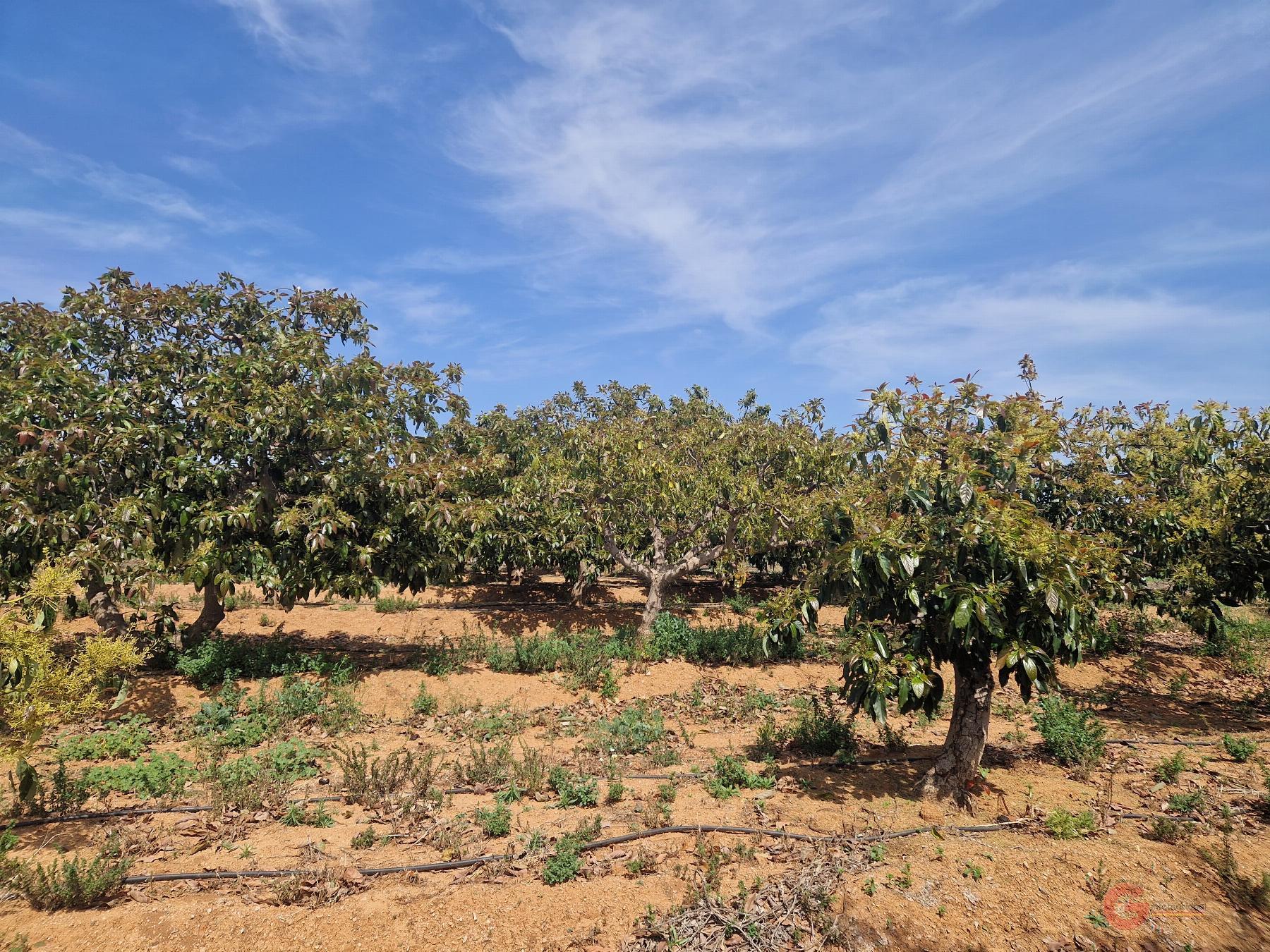 Vendita di proprietà rurale in Salobreña