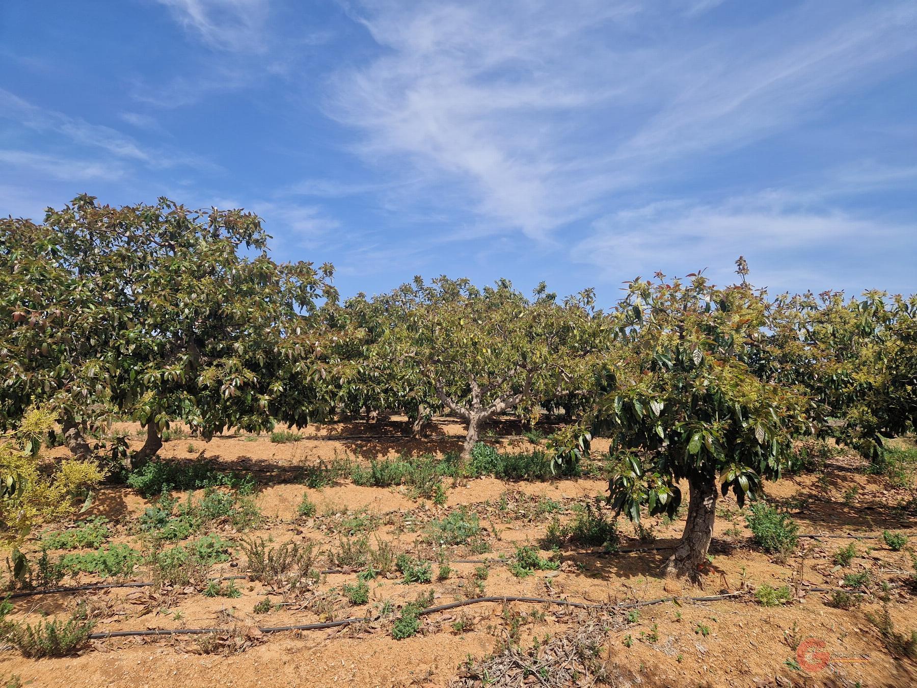 Venta de finca rústica en Salobreña