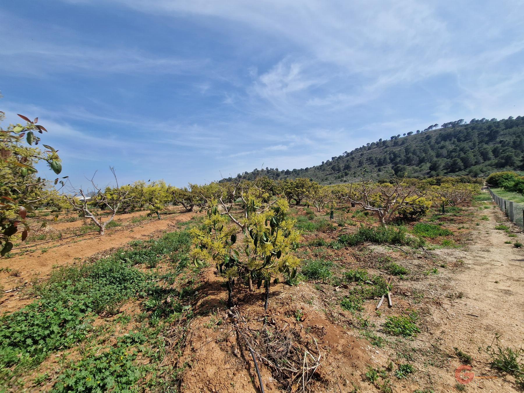 Venta de finca rústica en Salobreña