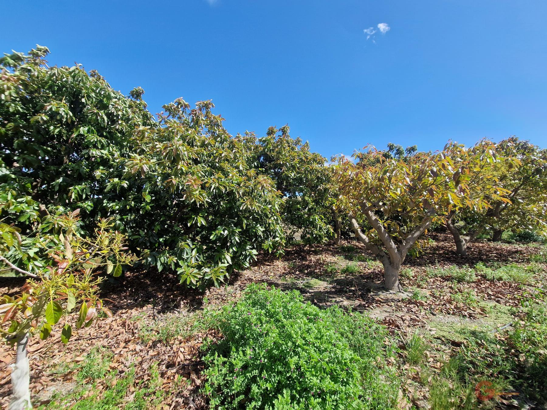 Vendita di proprietà rurale in Molvízar