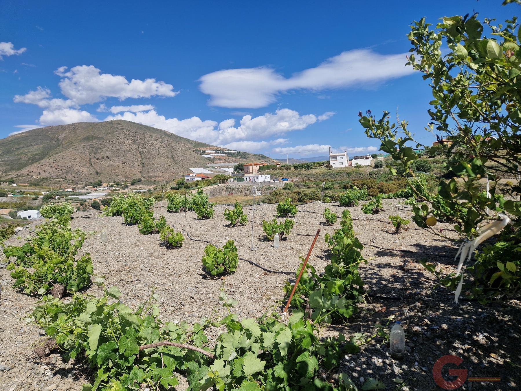 Venta de finca rústica en Molvízar Venta de finca rústica en Molvízar
