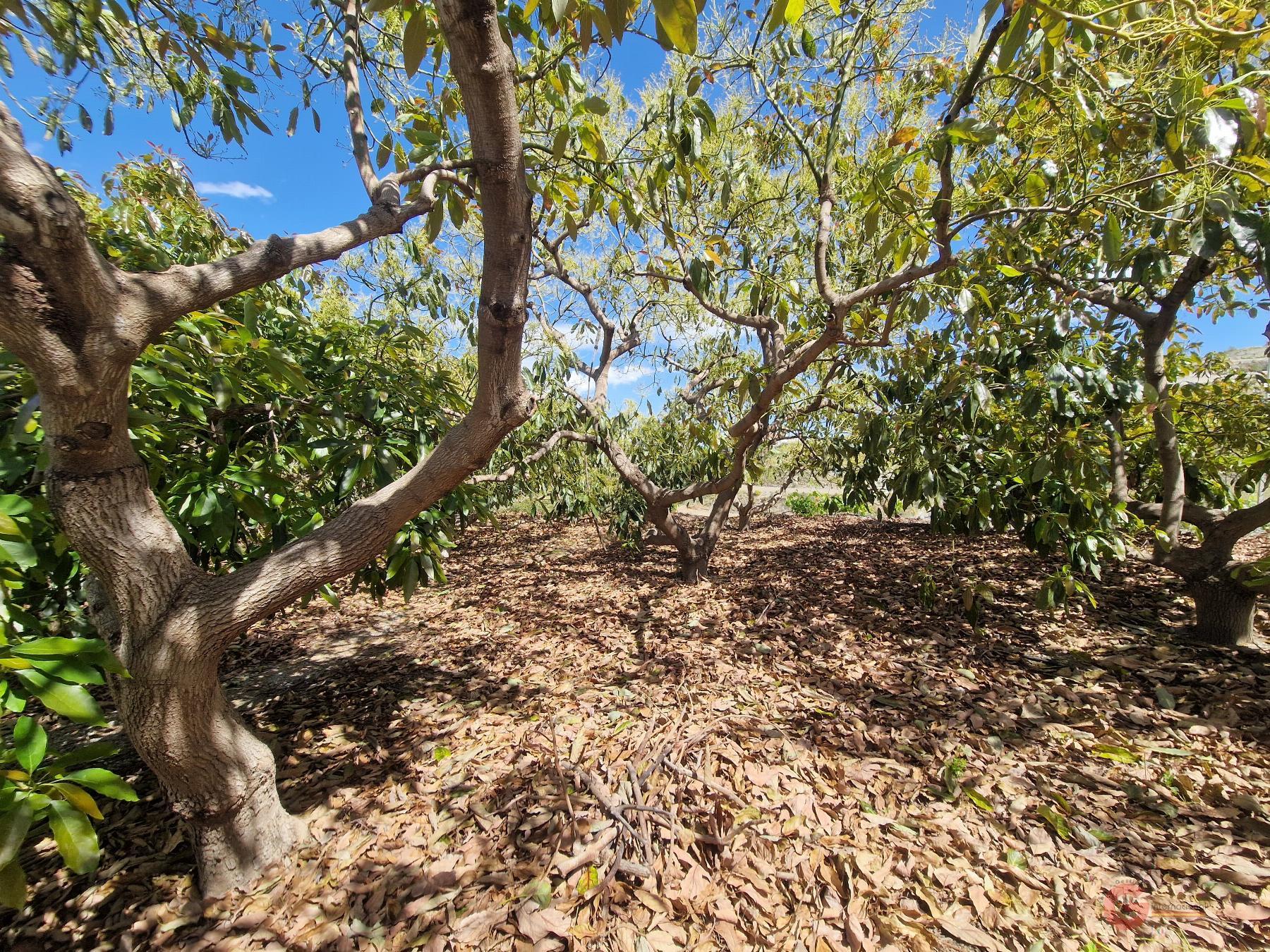 Vendita di proprietà rurale in Molvízar